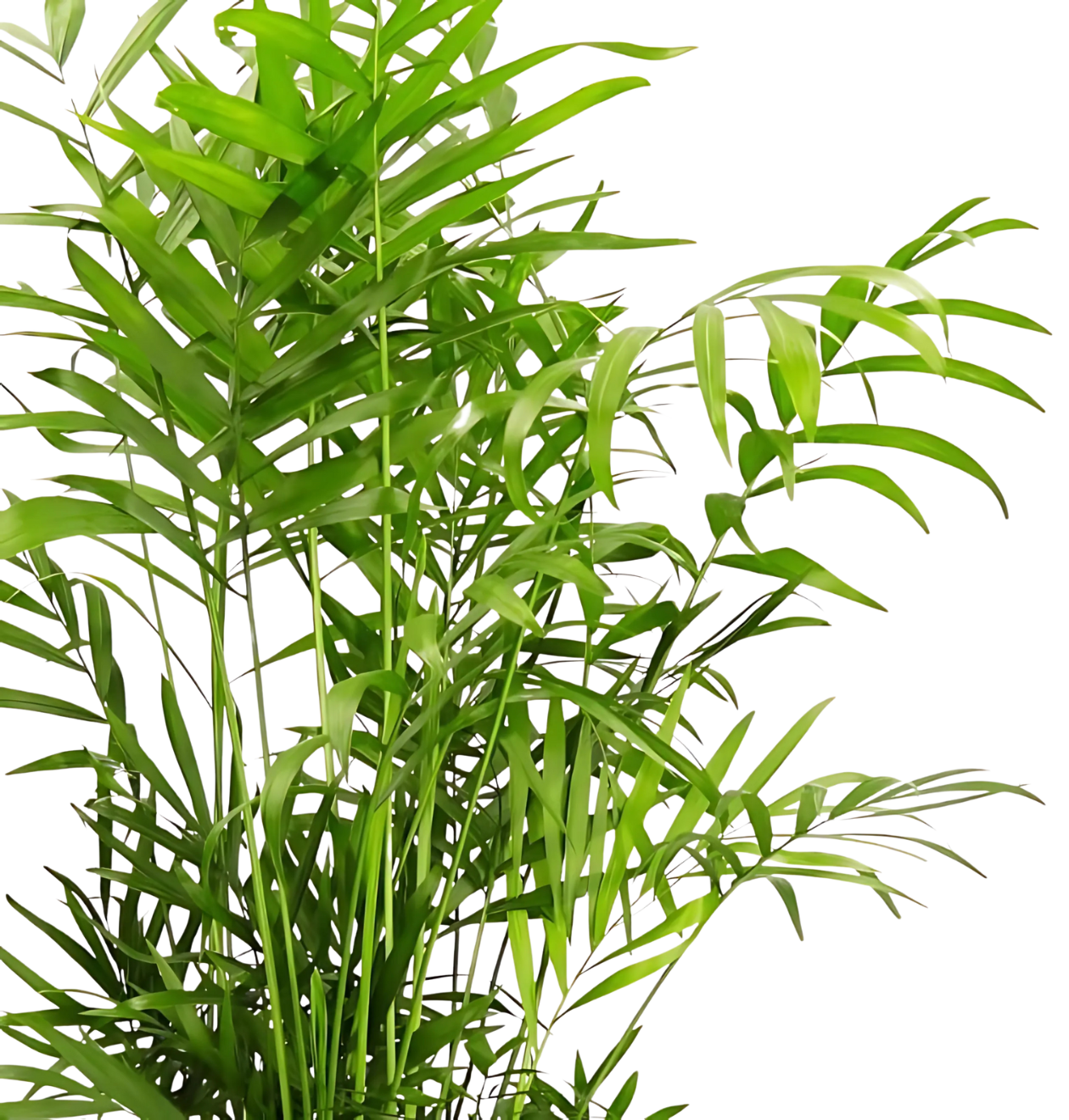 4er-Set "Tierfreund" | Bergpalme | Glückskastanie | Bananenpflanze | Korbmarante | +/- 30-60cm | ø 12-15cm Topf