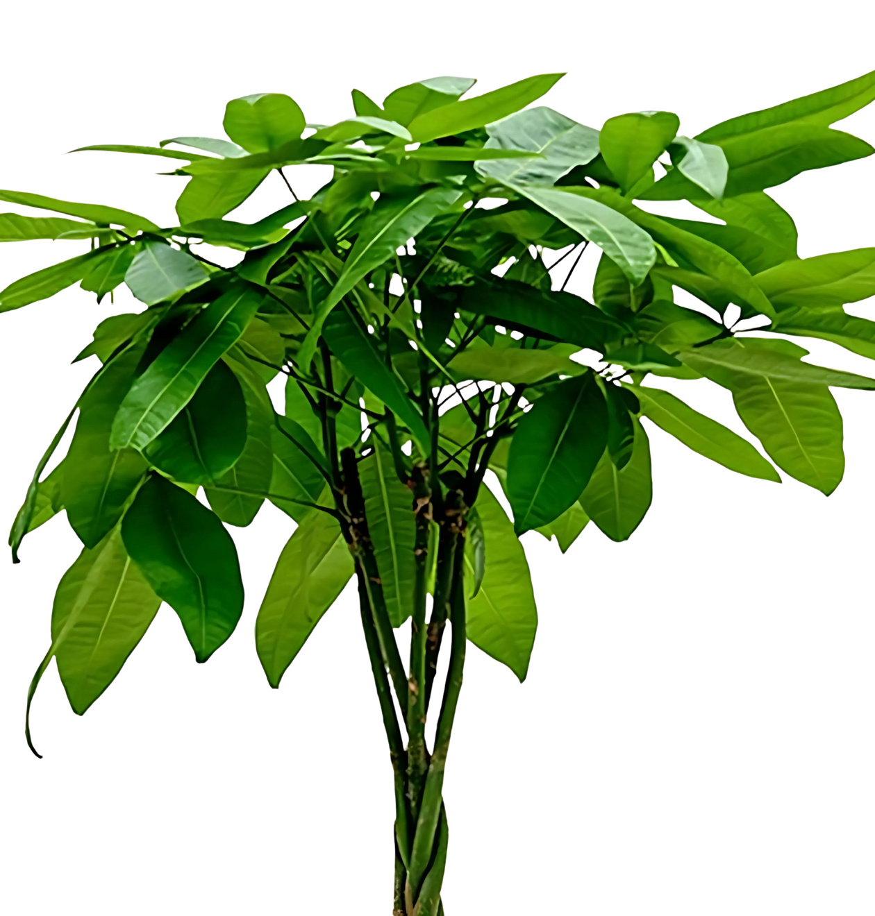 4er-Set "Tierfreund" | Bergpalme | Glückskastanie | Bananenpflanze | Korbmarante | +/- 30-60cm | ø 12-15cm Topf