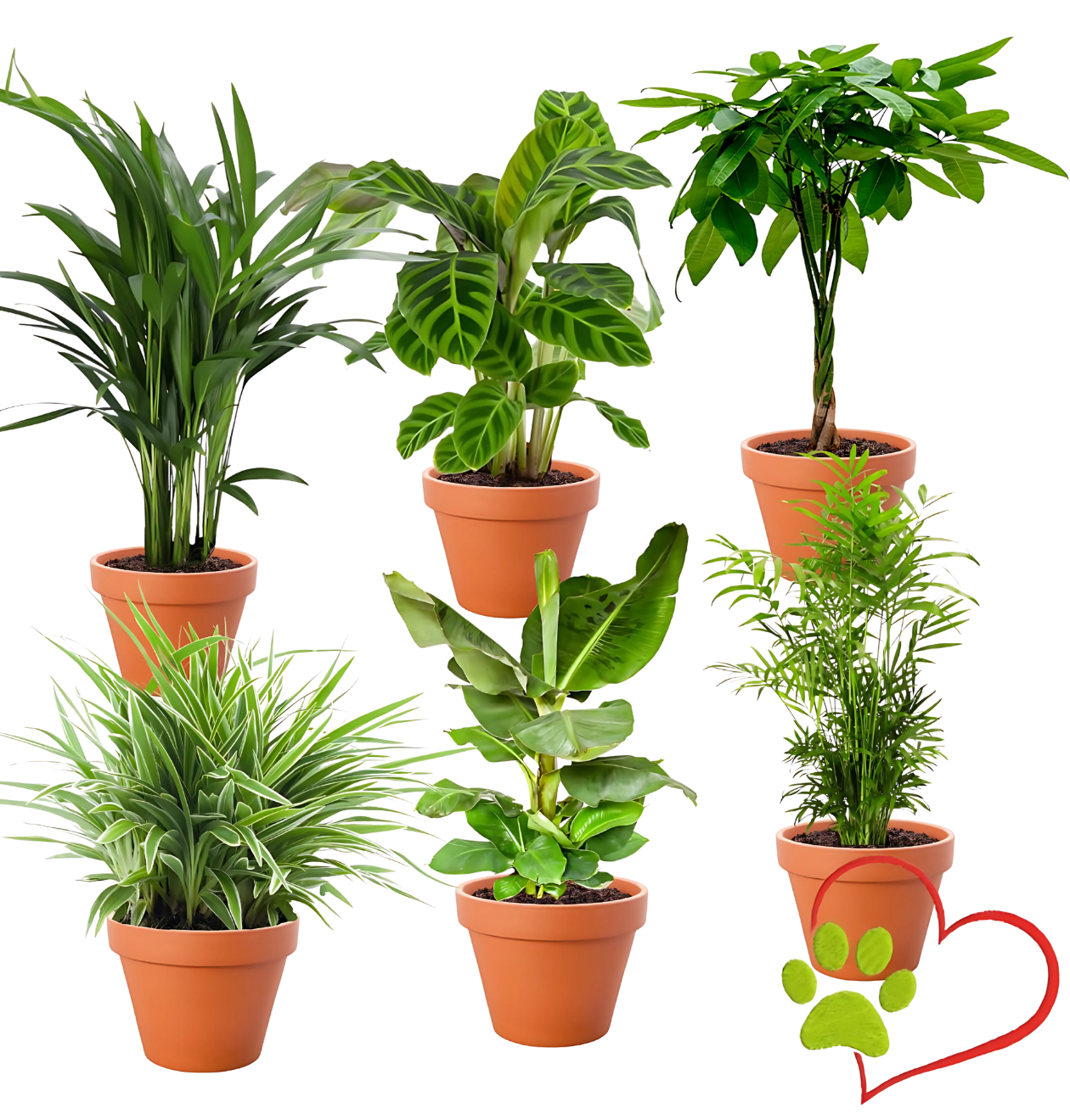 6er-Set “Tierfreund” | Bergpalme | Bananenpflanze | Goldfruchtpalme | Grünlilie | Korbmarante | Glückskastanie | +/- 30-60cm | ø 12-15cm Topf