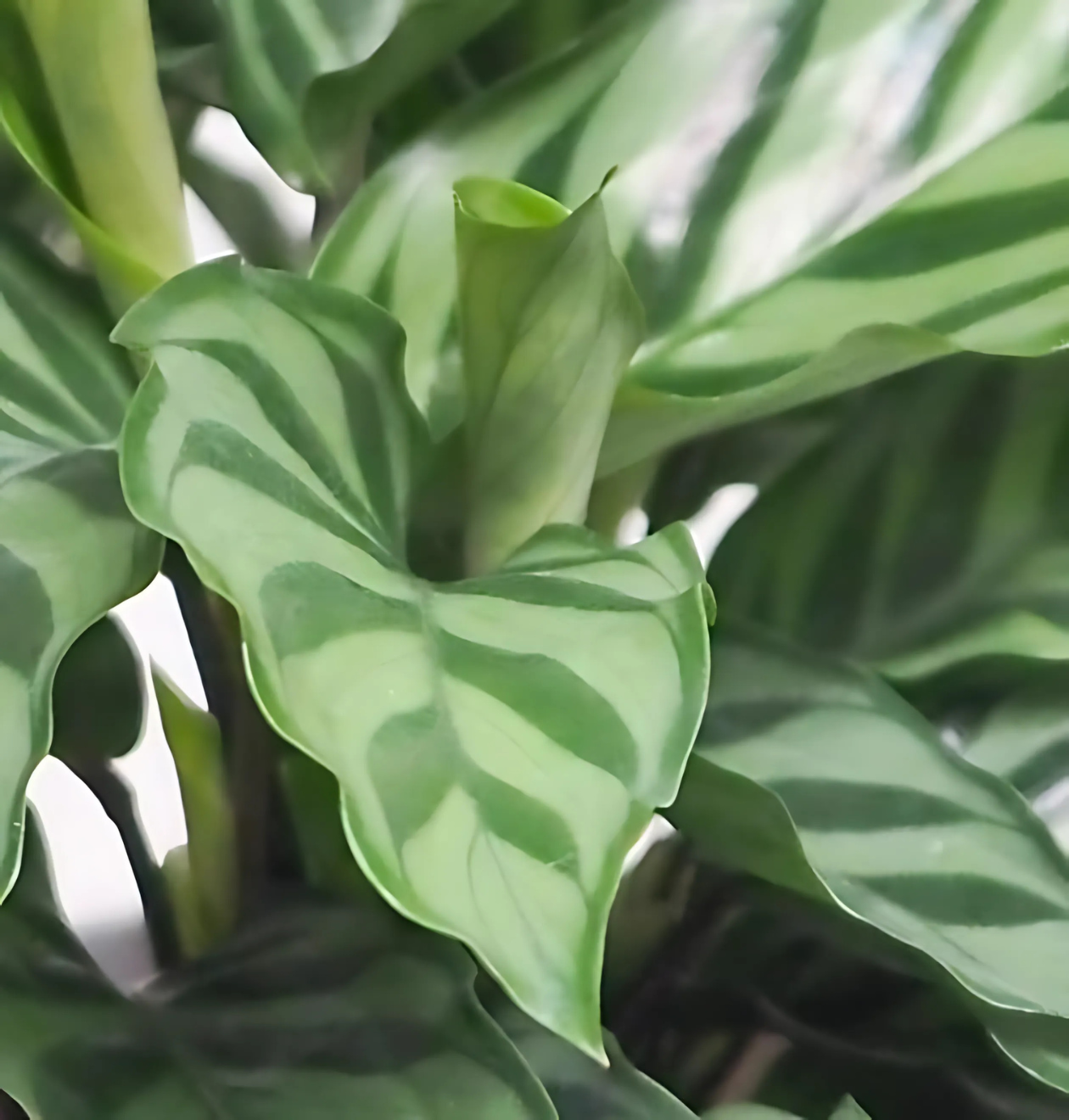 6er-Set “Tierfreund” | Bergpalme | Bananenpflanze | Goldfruchtpalme | Grünlilie | Korbmarante | Glückskastanie | +/- 30-60cm | ø 12-15cm Topf