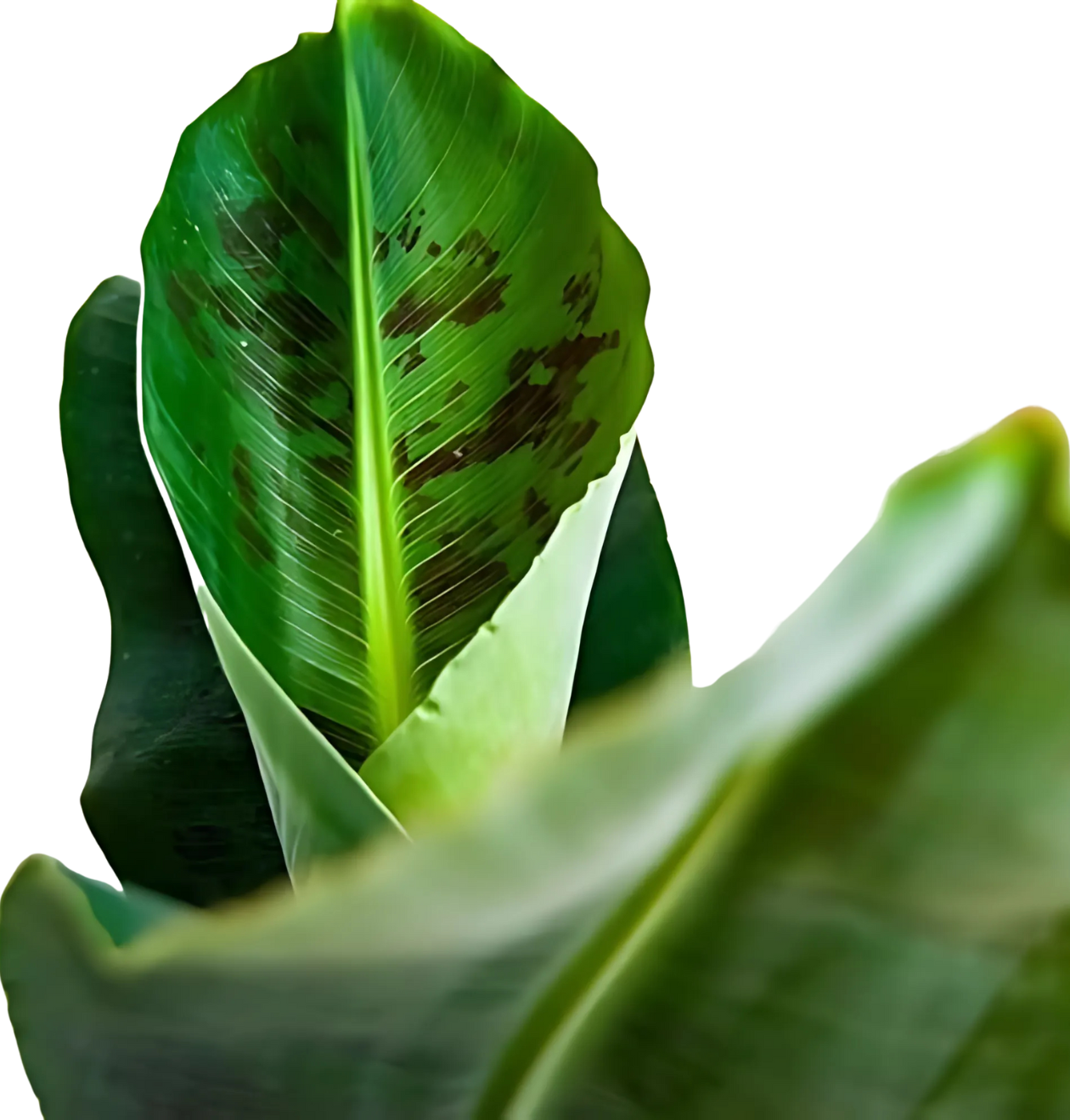 6er-Set “Tierfreund” | Bergpalme | Bananenpflanze | Goldfruchtpalme | Grünlilie | Korbmarante | Glückskastanie | +/- 30-60cm | ø 12-15cm Topf