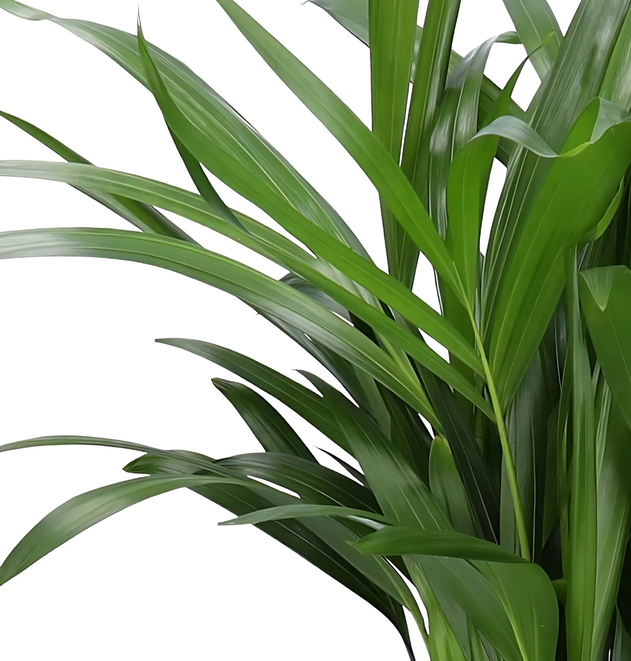 6er-Set “Tierfreund” | Bergpalme | Bananenpflanze | Goldfruchtpalme | Grünlilie | Korbmarante | Glückskastanie | +/- 30-60cm | ø 12-15cm Topf