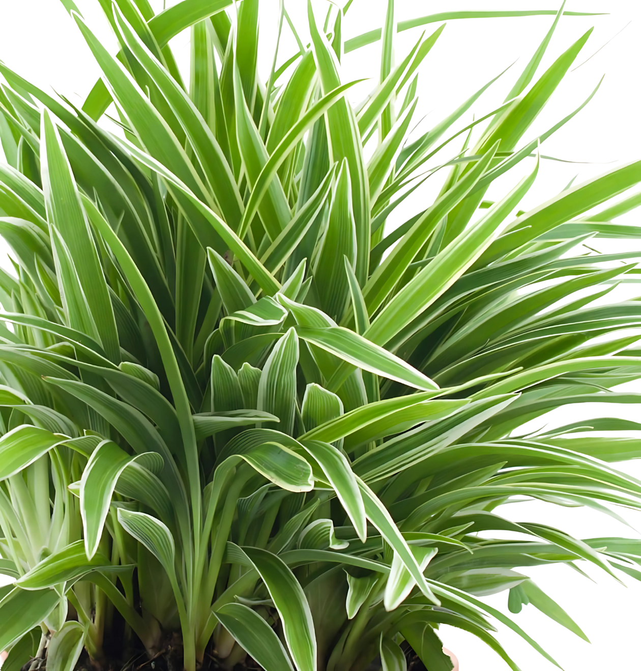 6er-Set “Tierfreund” | Bergpalme | Bananenpflanze | Goldfruchtpalme | Grünlilie | Korbmarante | Glückskastanie | +/- 30-60cm | ø 12-15cm Topf