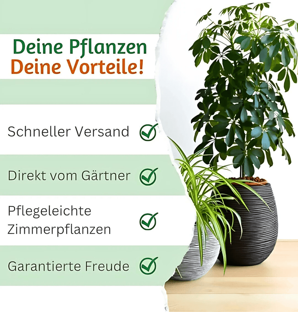 “Tierfreund” Pflanzen - Set | 3er - Set | ca. 30 - 60 cm | Ø 12 - 15 cm Topf - Blume Ideal