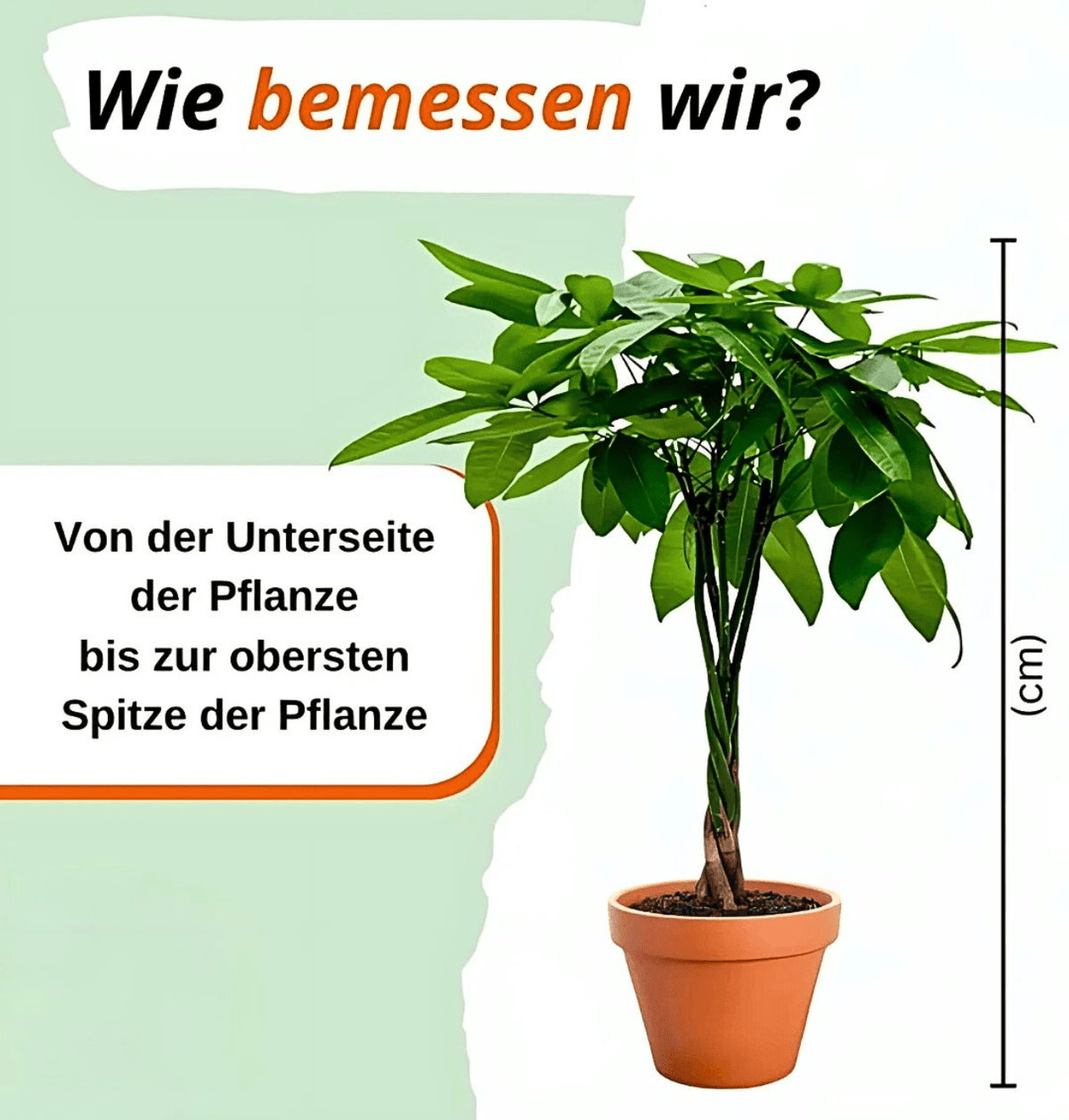 “Tierfreund” Pflanzen - Set | 3er - Set | ca. 30 - 60 cm | Ø 12 - 15 cm Topf - Blume Ideal