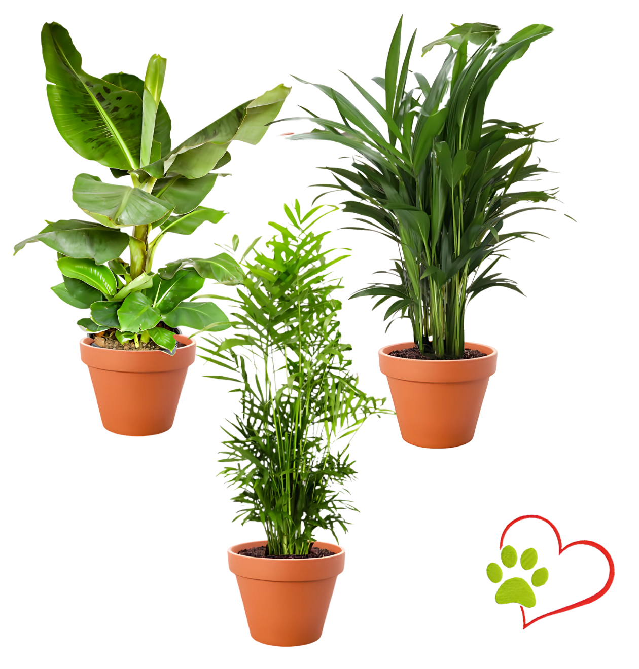 “Tierfreund” Pflanzen - Set | 3er - Set | ca. 30 - 60 cm | Ø 12 - 15 cm Topf - Blume Ideal