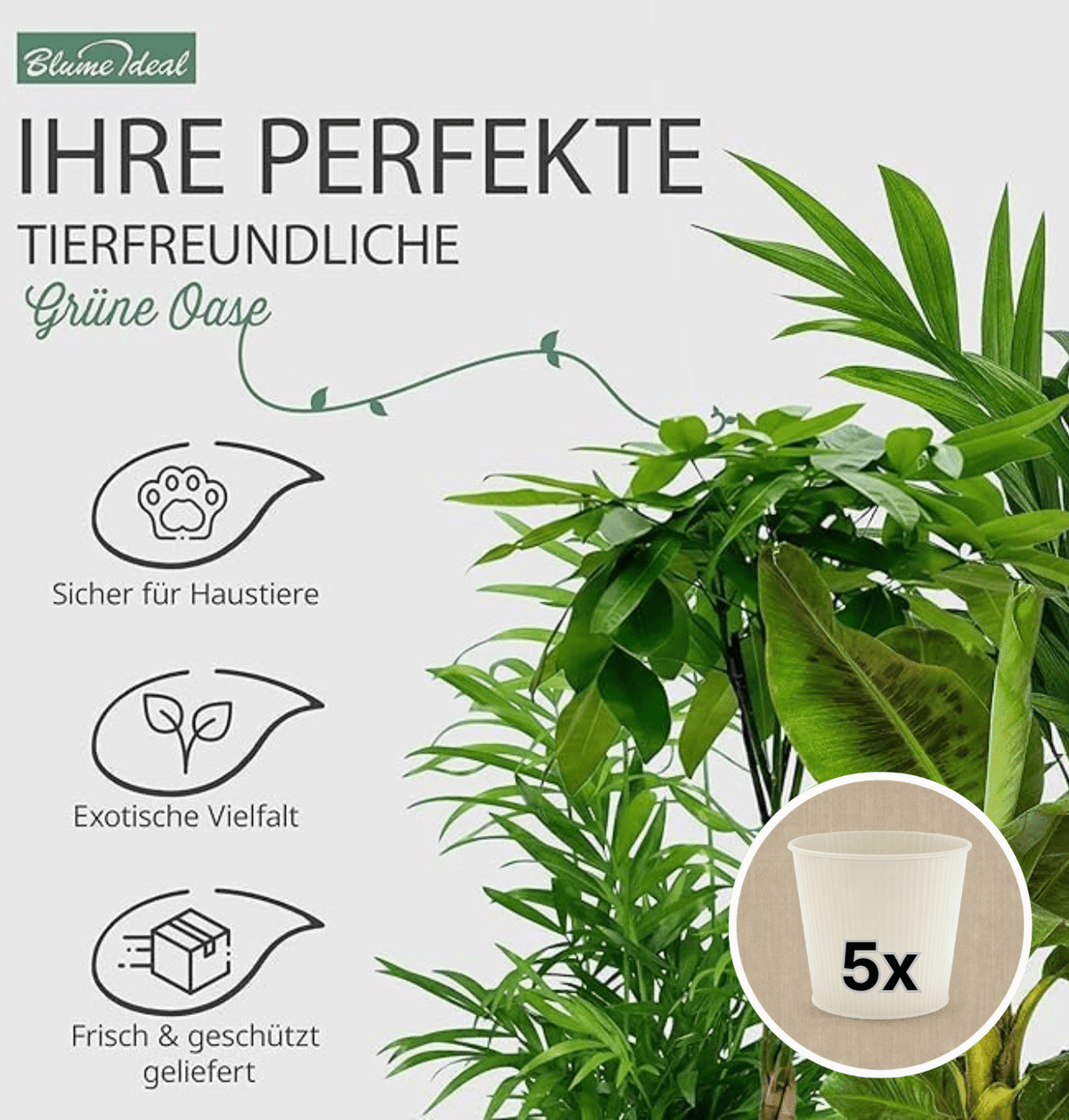 “Tierfreund” Pflanzen-Set + 5x Cremefarbener Zinktopf | 5er-Set | ca. 30-60 cm | Ø 12-15 cm Topf - Blume Ideal