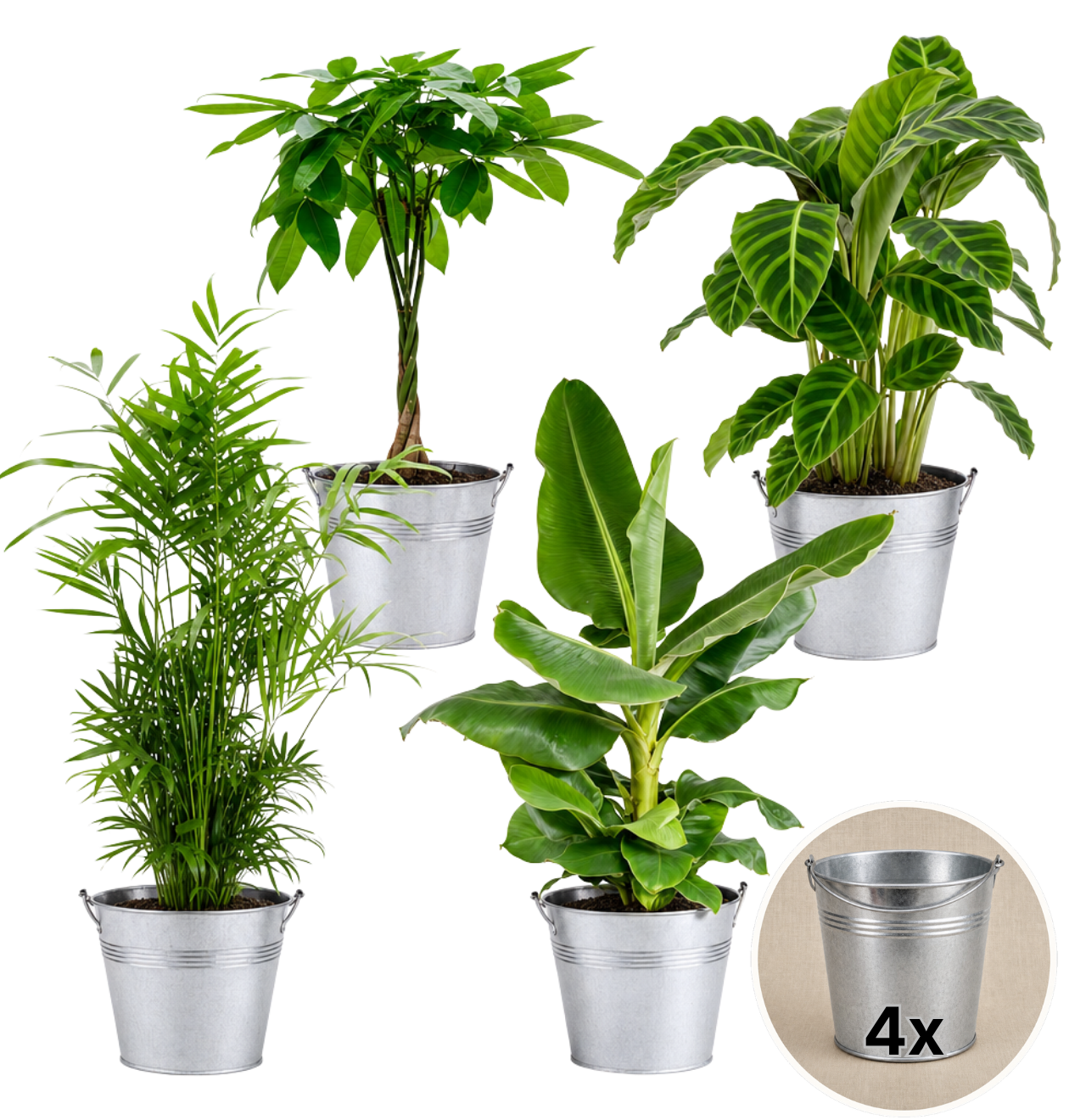 “Tierfreund” Pflanzen - Set + Zinktopf | 4er - Set | ca. 30 - 60 cm | Ø 12 - 15 cm Topf - Blume Ideal