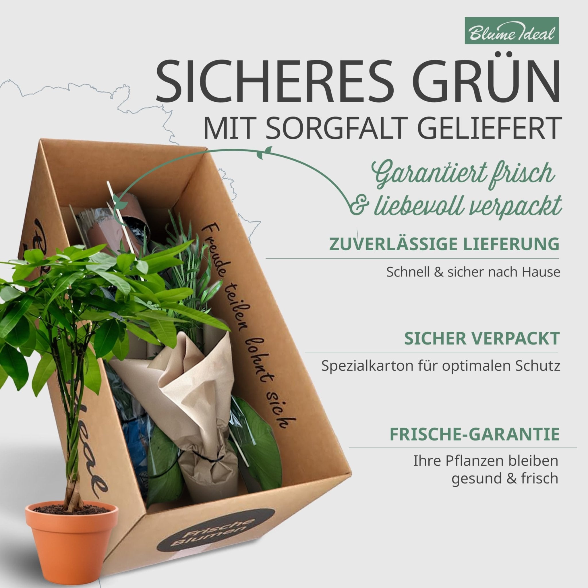 “Tierfreund” Pflanzen - Set + Zinktopf | 5er - Set | ca. 30 - 60 cm | Ø 12 - 15 cm Topf - Blume Ideal