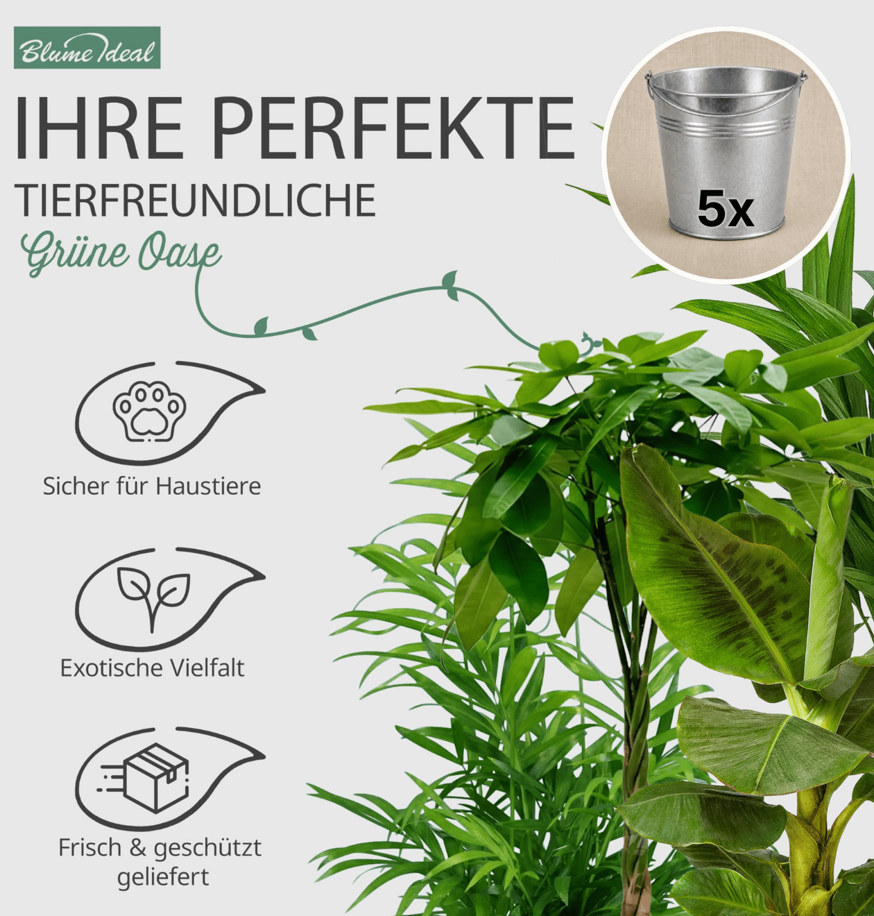 “Tierfreund” Pflanzen - Set + Zinktopf | 5er - Set | ca. 30 - 60 cm | Ø 12 - 15 cm Topf - Blume Ideal