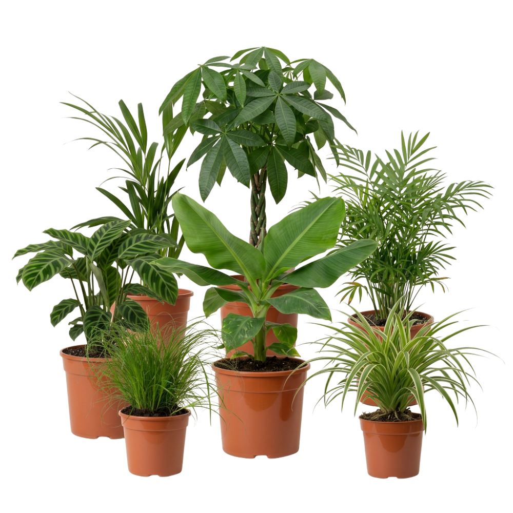 Tierfreundliche Pflanzensets - Blume Ideal