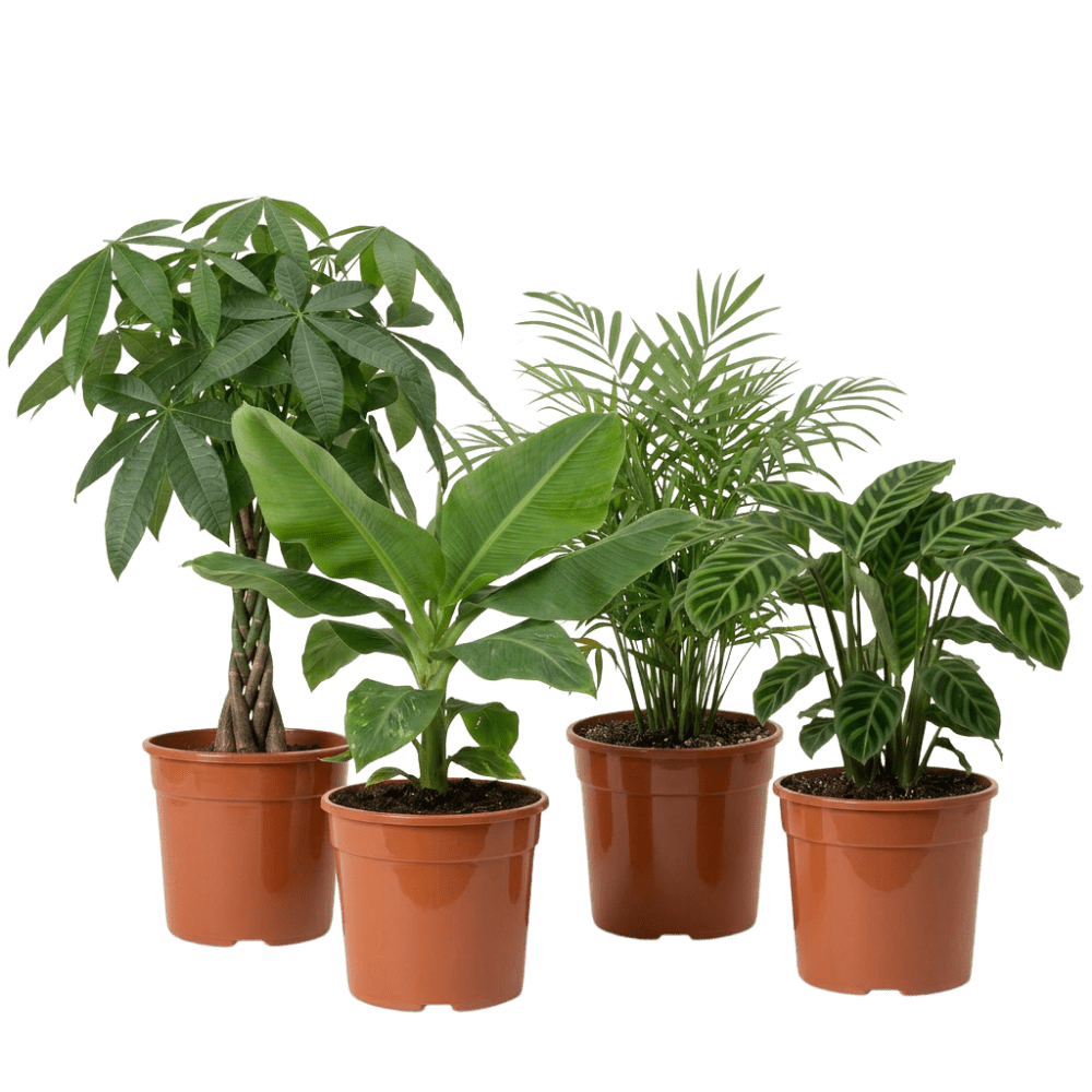Tierfreundliche Pflanzensets - Blume Ideal