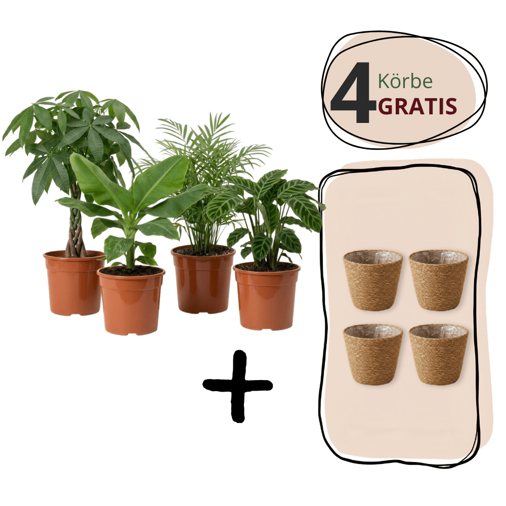 Tierfreundliche Pflanzensets Aktion - Blume Ideal