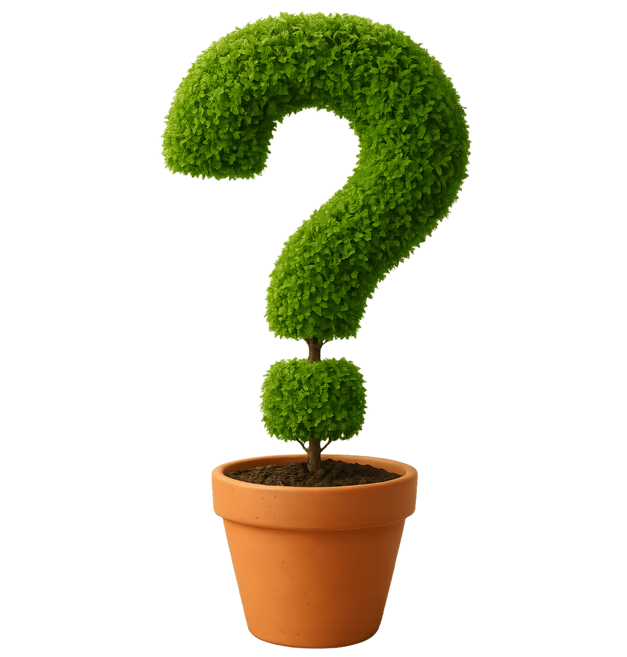 Überraschungspflanze | +/ - 30 - 50cm - Blume Ideal