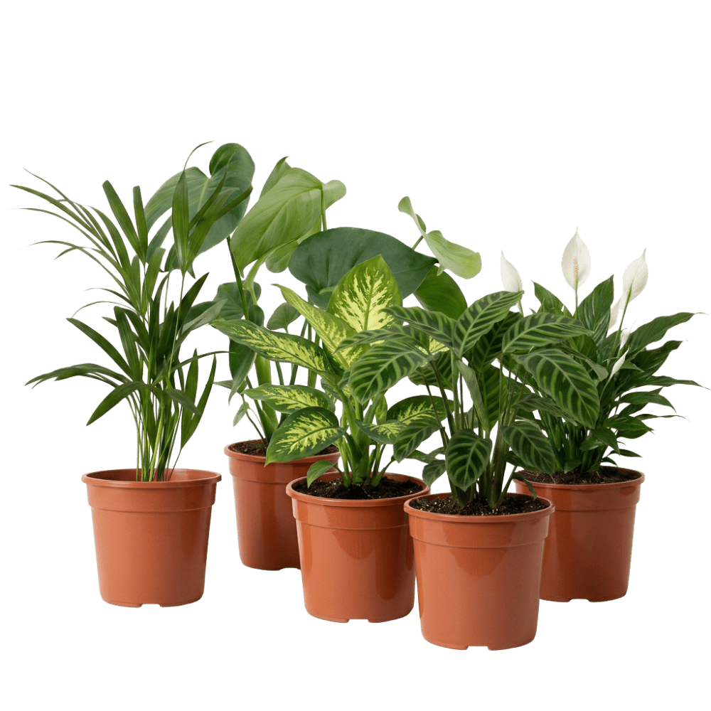 Urban Jungle Pflanzenset - Blume Ideal