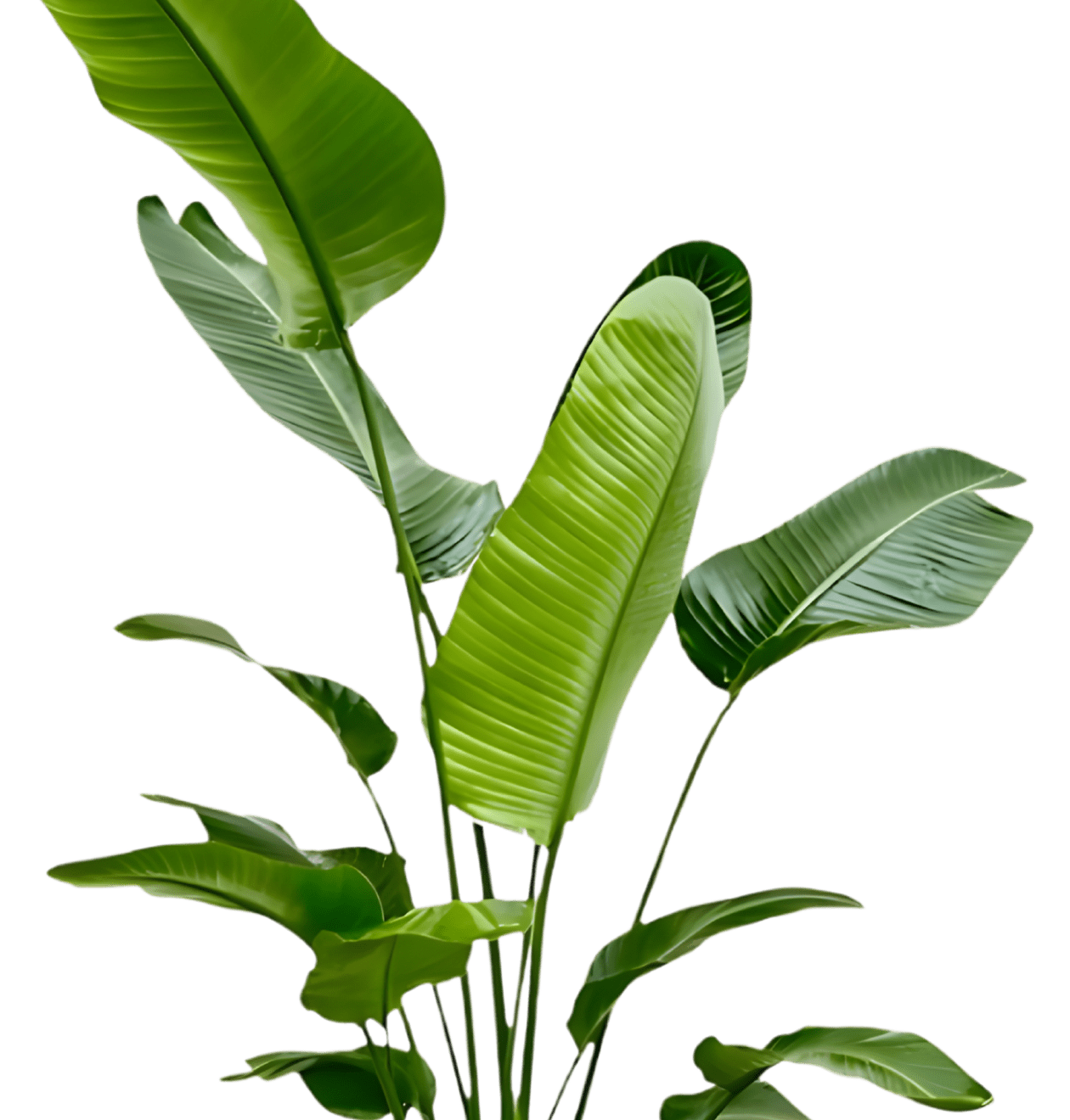 Weiße Paradiesvogelblume | Strelitzia Nicolai | ca. 45 - 55 cm | Ø 12 - 15 cm Topf - Blume Ideal