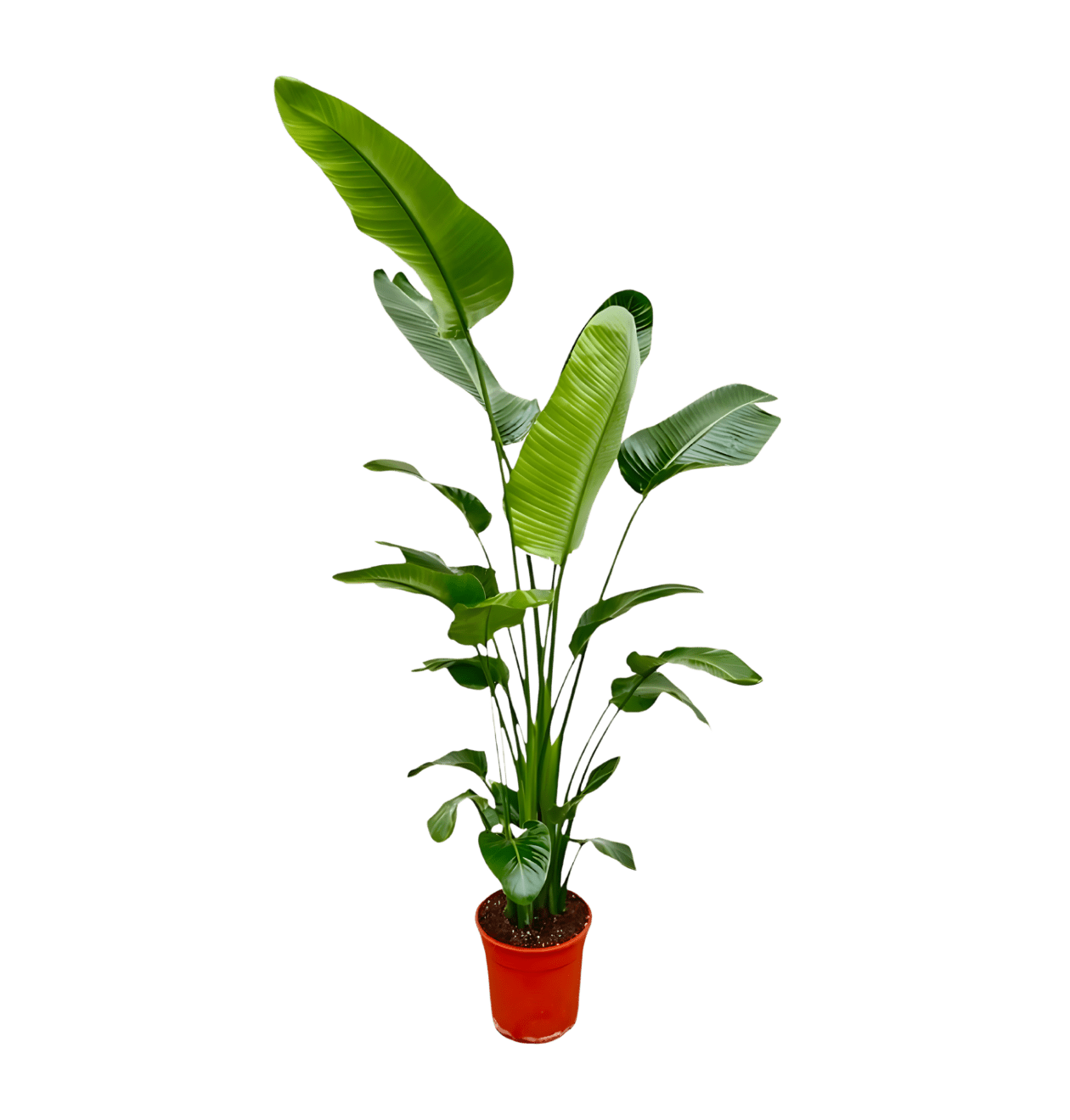 Weiße Paradiesvogelblume | Strelitzia Nicolai | ca. 45 - 55 cm | Ø 12 - 15 cm Topf - Blume Ideal