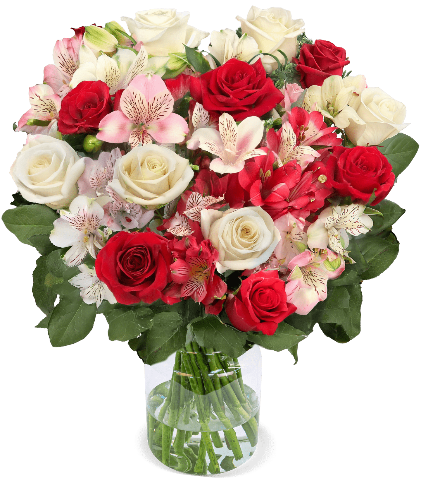 Wonderwoman mit bis zu 40 Blüten - Blume Ideal