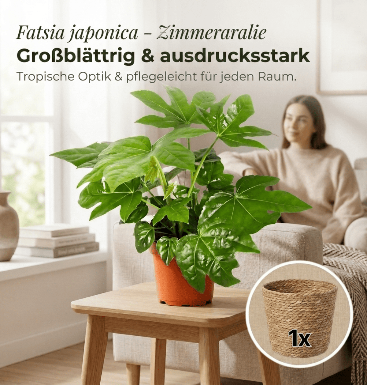 Zimmeraralie + 1x Seegraskorb | Fatsia japonica | ca. 40-50 cm | Ø 12-15 cm Topf - Blume Ideal