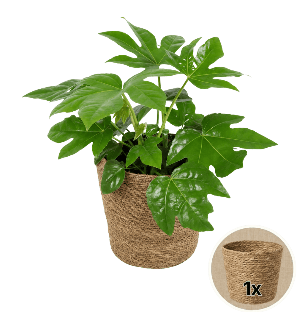 Zimmeraralie + 1x Seegraskorb | Fatsia japonica | ca. 40-50 cm | Ø 12-15 cm Topf - Blume Ideal