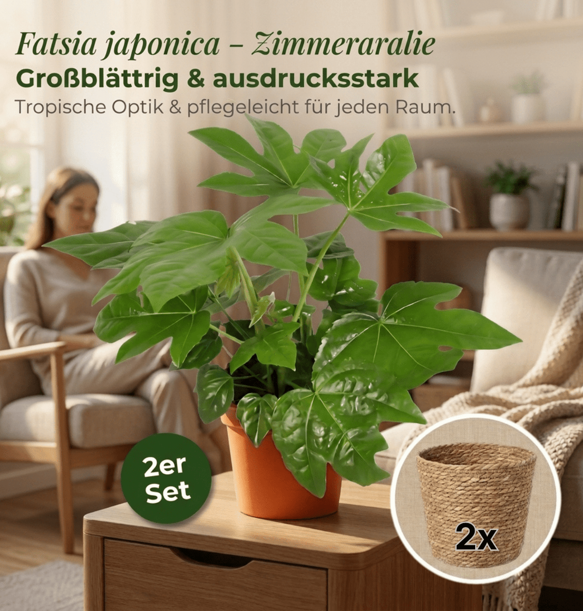 Zimmeraralie + 2x Seegraskorb | 2er-Set | Fatsia japonica | ca. 40-50 cm | Ø 12-15 cm Topf - Blume Ideal