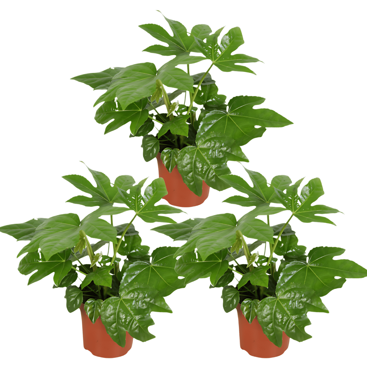 Zimmeraralie | 3er - Set | Fatsia japonica | ca. 40 - 50 cm | Ø 12 - 15 cm Topf - Blume Ideal