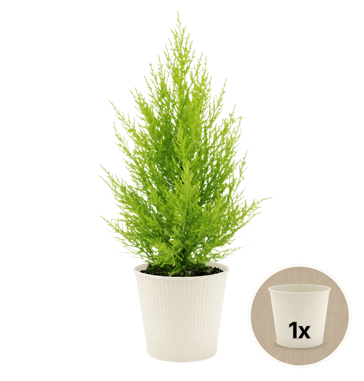 Zimmerzypresse + 1x Cremefarbener Zinktopf | Goldcrest | ca. 40-50 cm | Ø 12-15 cm Topf - Blume Ideal