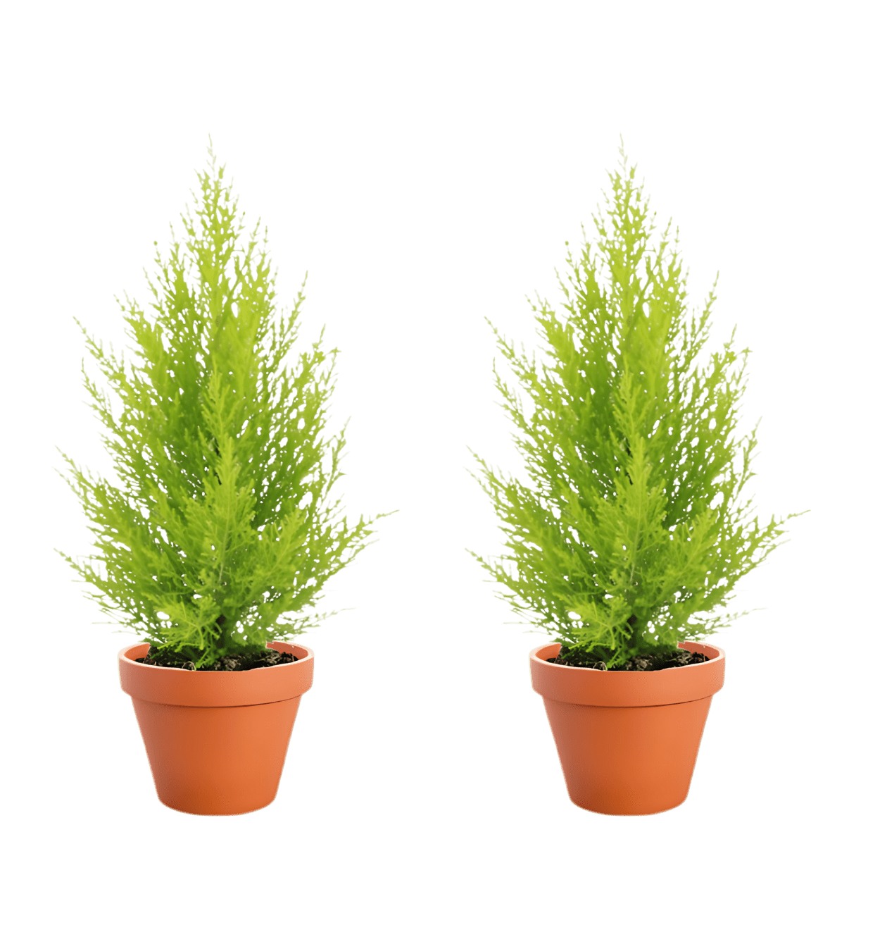 Zimmerzypresse | 2er - Set | Goldcrest | ca. 40 - 50 cm | Ø 12 - 15 cm Topf - Blume Ideal