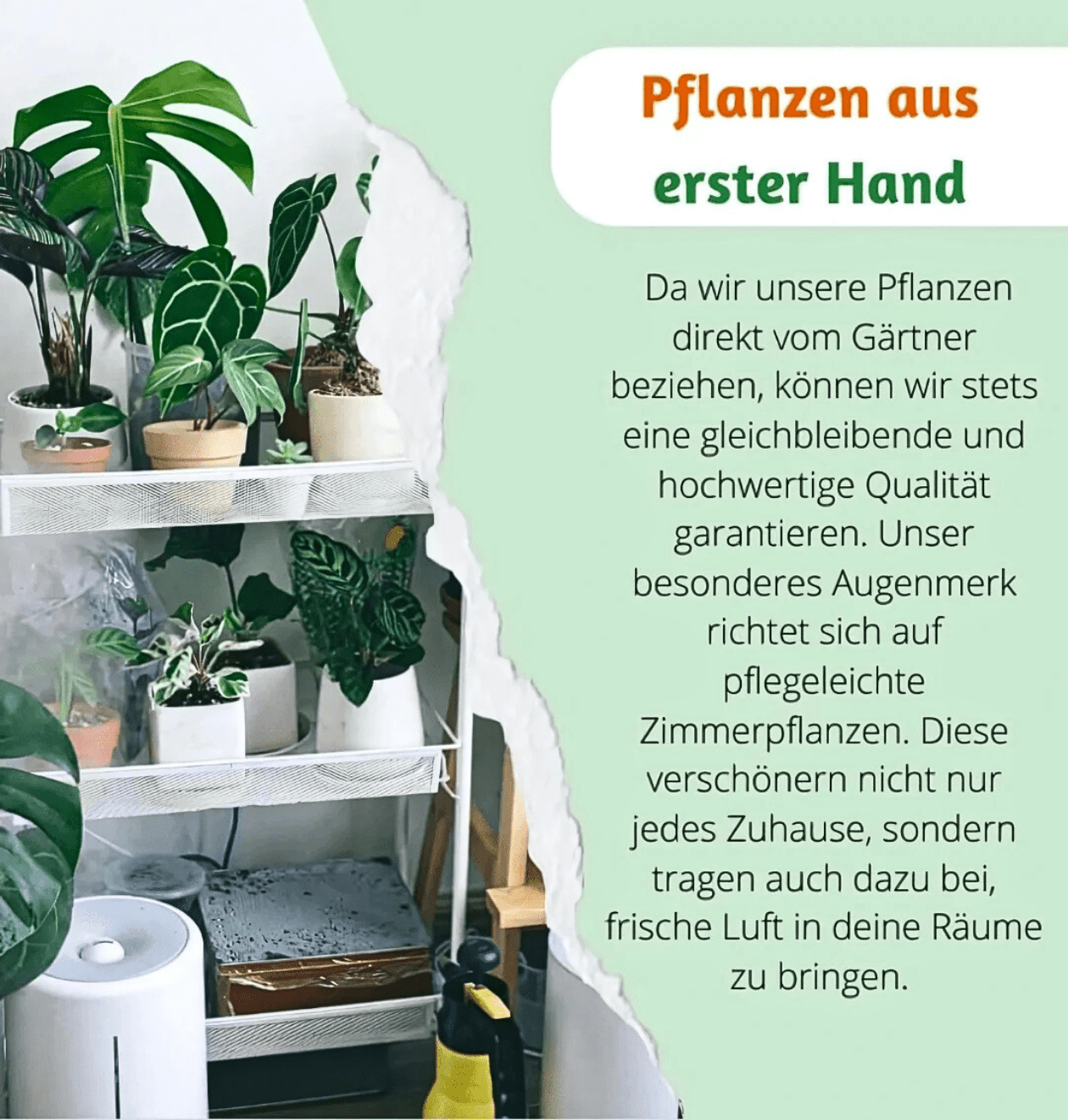 Zimmerzypresse | 3er - Set | Goldcrest | ca. 40 - 50 cm | Ø 12 - 15 cm Topf - Blume Ideal