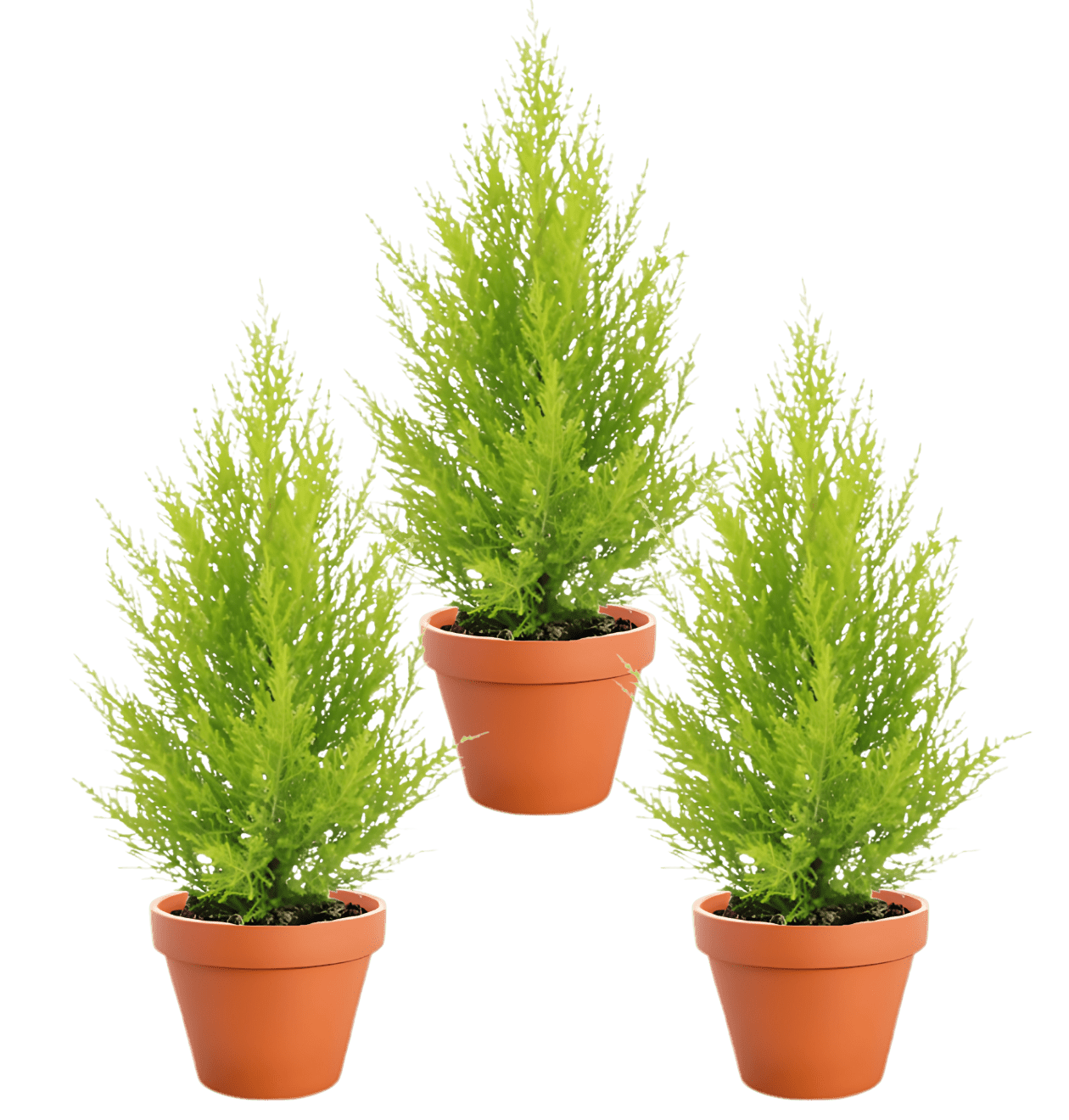 Zimmerzypresse | 3er - Set | Goldcrest | ca. 40 - 50 cm | Ø 12 - 15 cm Topf - Blume Ideal