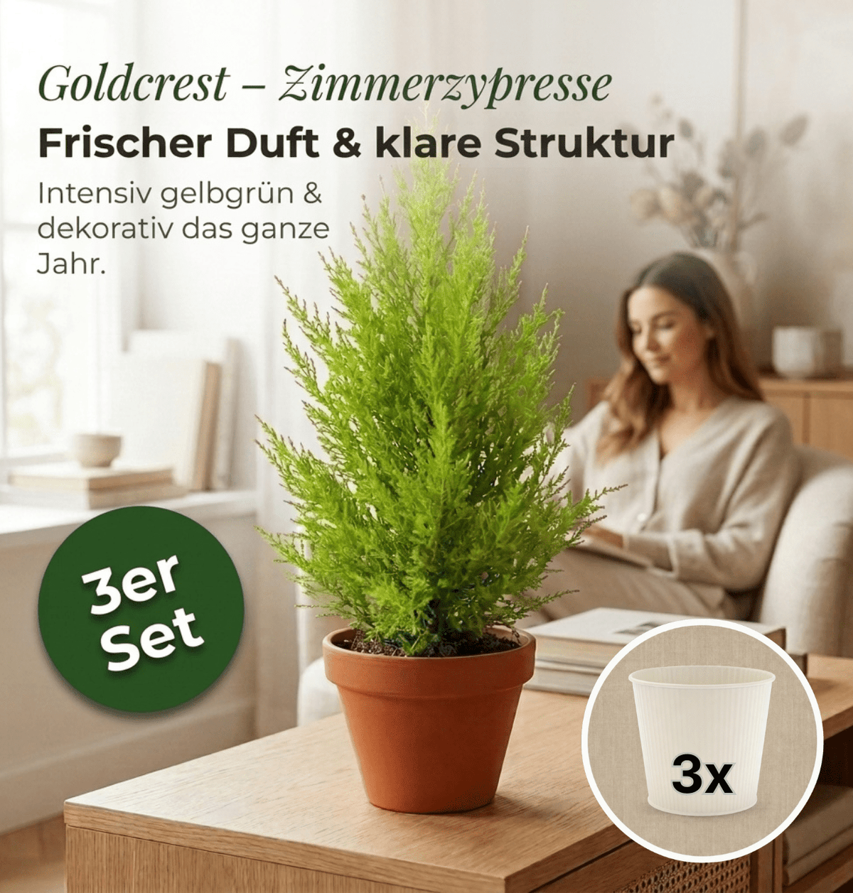 Zimmerzypresse + 3x Cremefarbener Zinktopf | 3er-Set | Goldcrest | ca. 40-50 cm | Ø 12-15 cm Topf - Blume Ideal