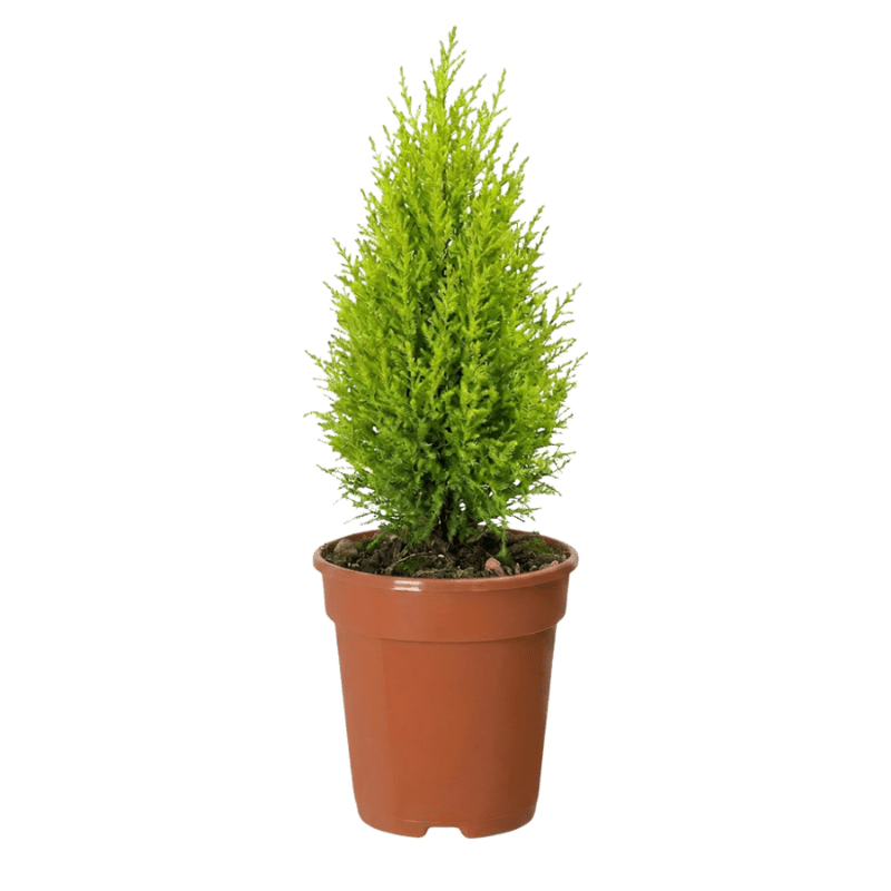 Zimmerzypresse | Goldcrest - Blume Ideal