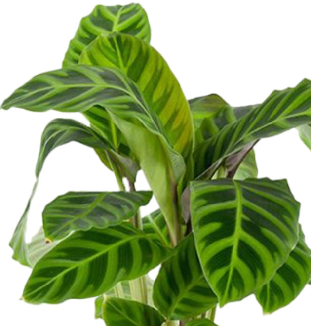 5er-Set "Tierfreund" | Bergpalme | Glückskastanie | Bananenpflanze | Korbmarante | Goldfruchtpalme | +/- 30-60cm | ø 10-15cm Topf