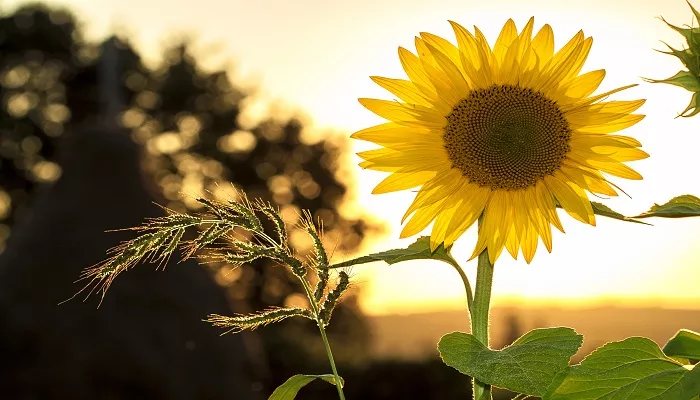 Sonnenblumen im Sommer