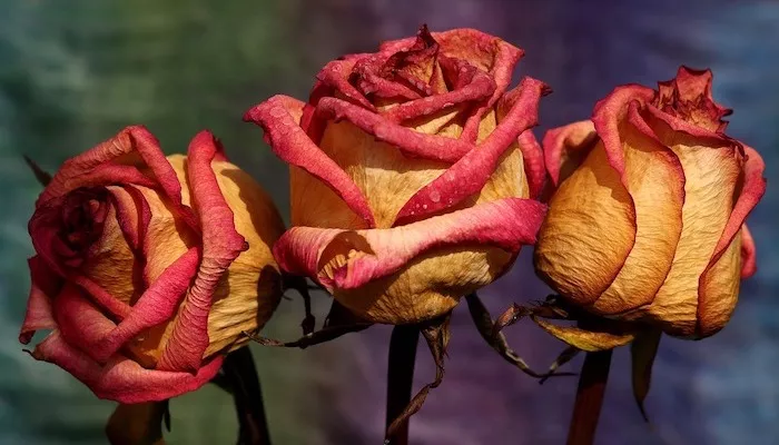 Blumen trocknen