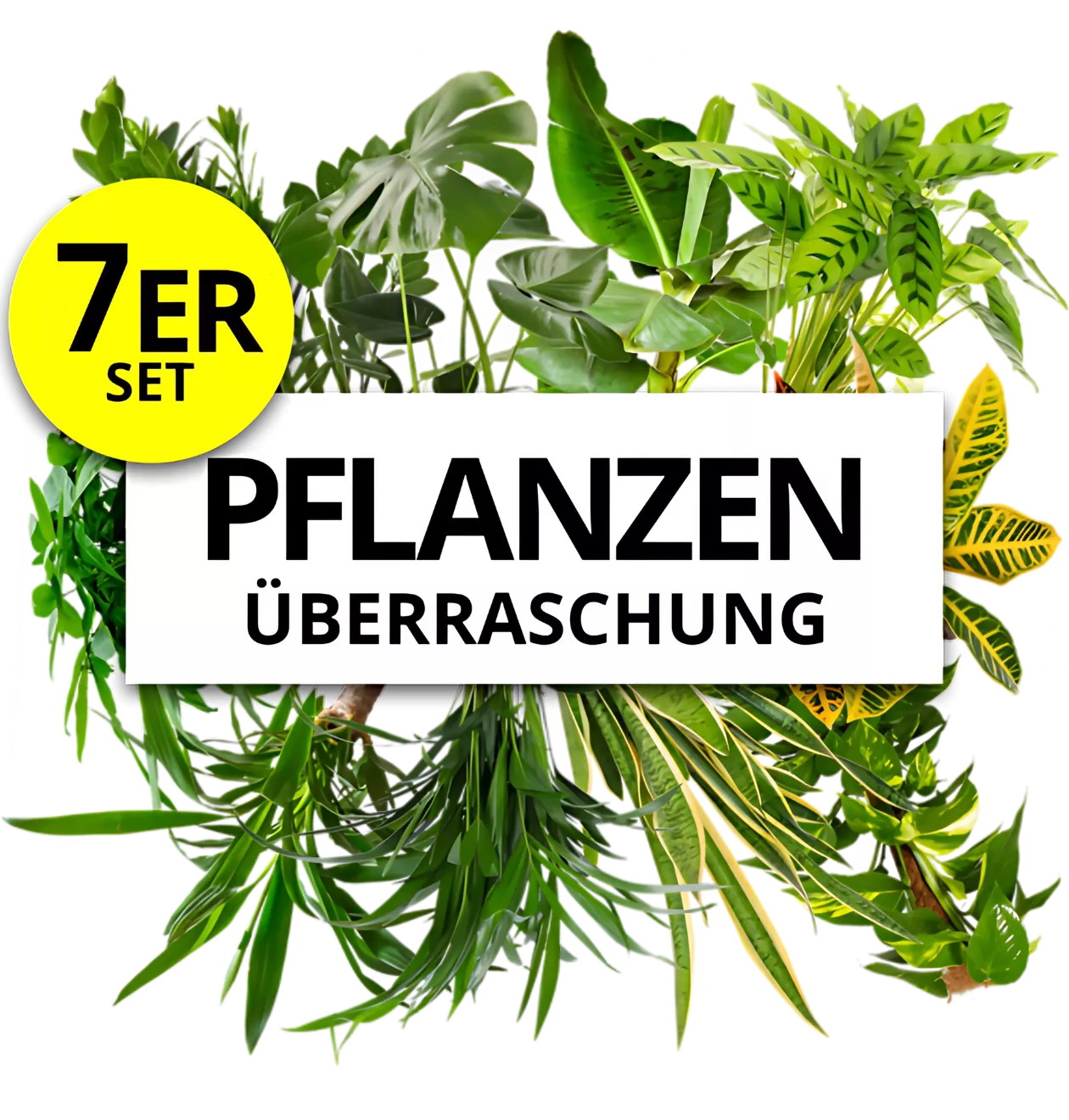 7er-Set | Pflanzenüberraschung | +/- 40-70cm | ø 12-15cm Topf