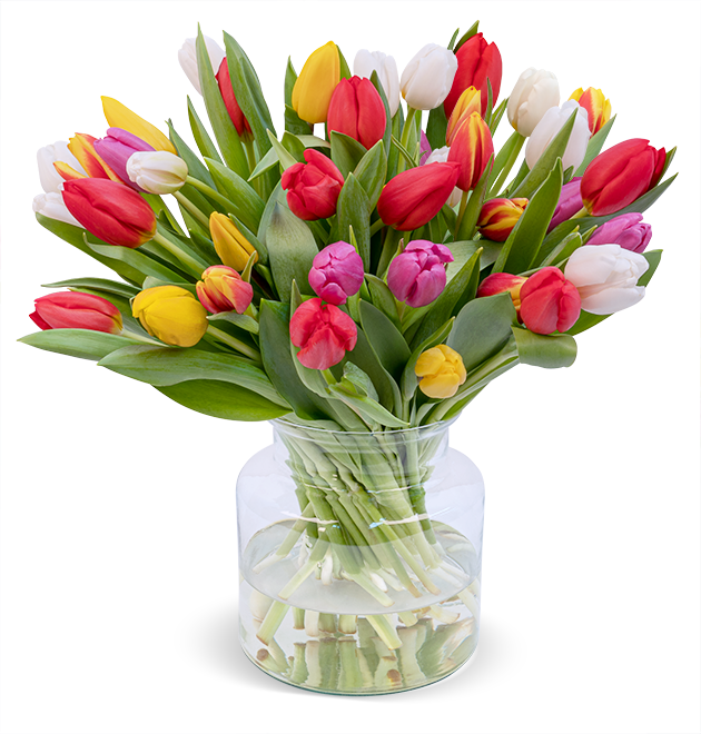 50 bunte Tulpen