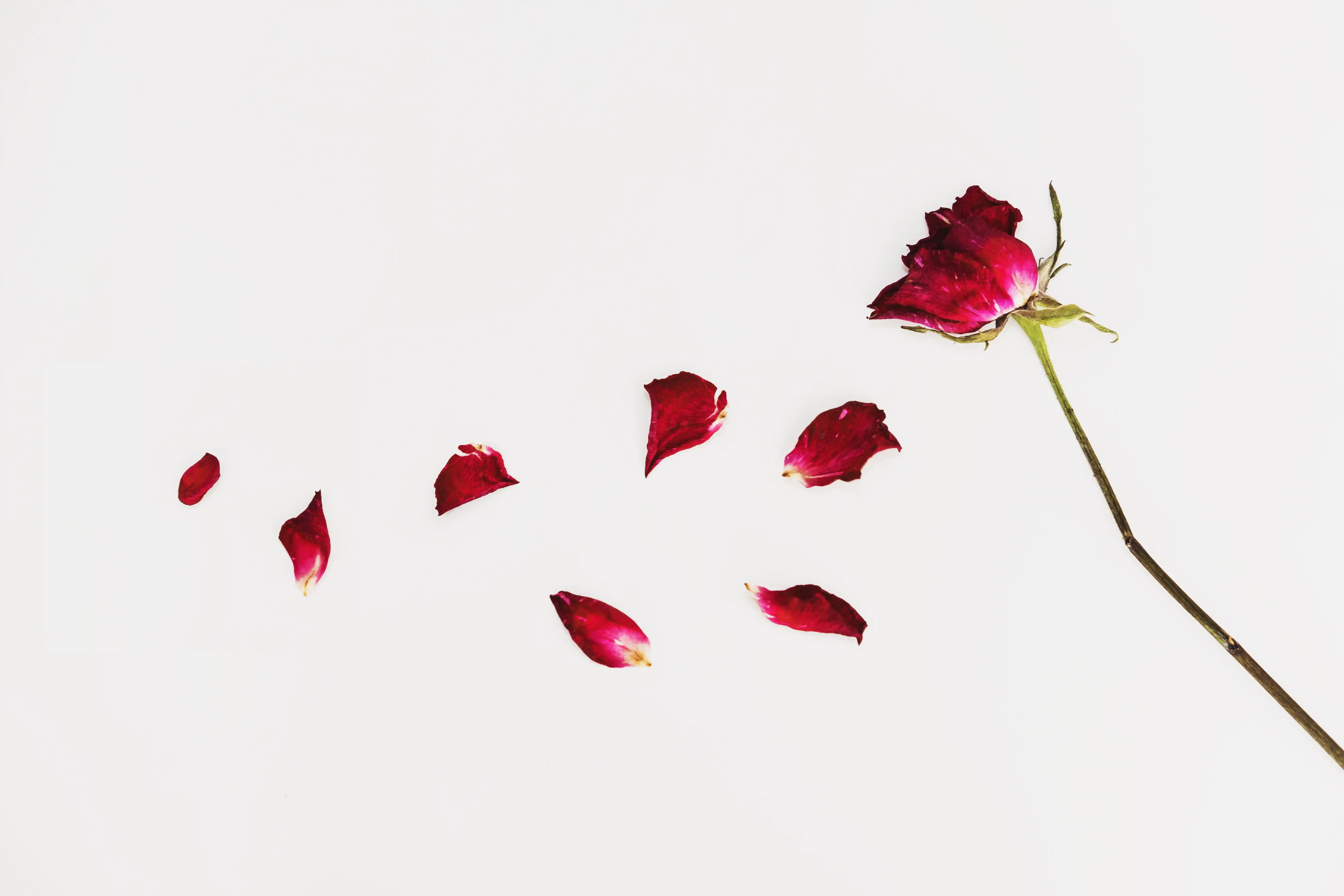 rose-verliert-blaetter