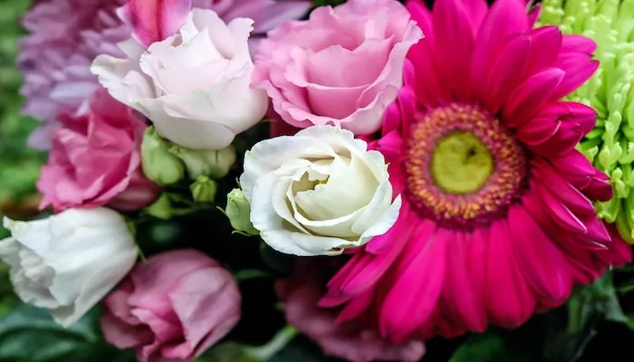 Blumen November - Diese Blumen lieben die Kälte Blumen November