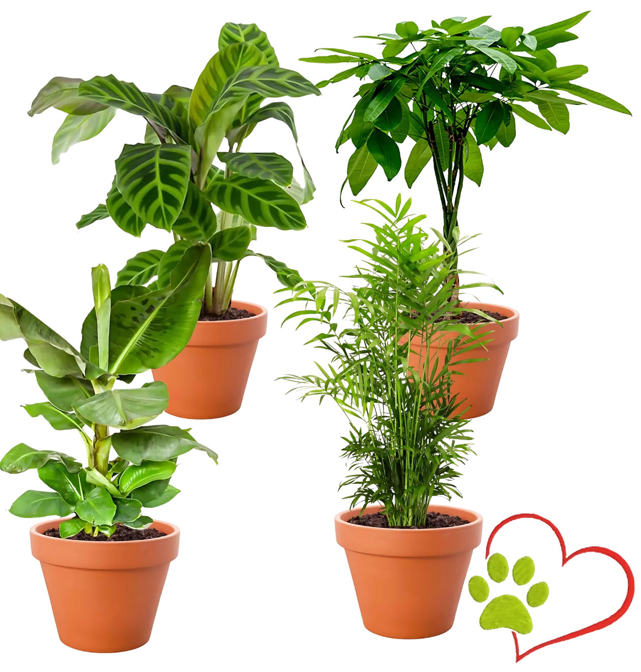 4er-Set "Tierfreund" | Bergpalme | Glückskastanie | Bananenpflanze | Korbmarante | +/- 30-60cm | ø 12-15cm Topf