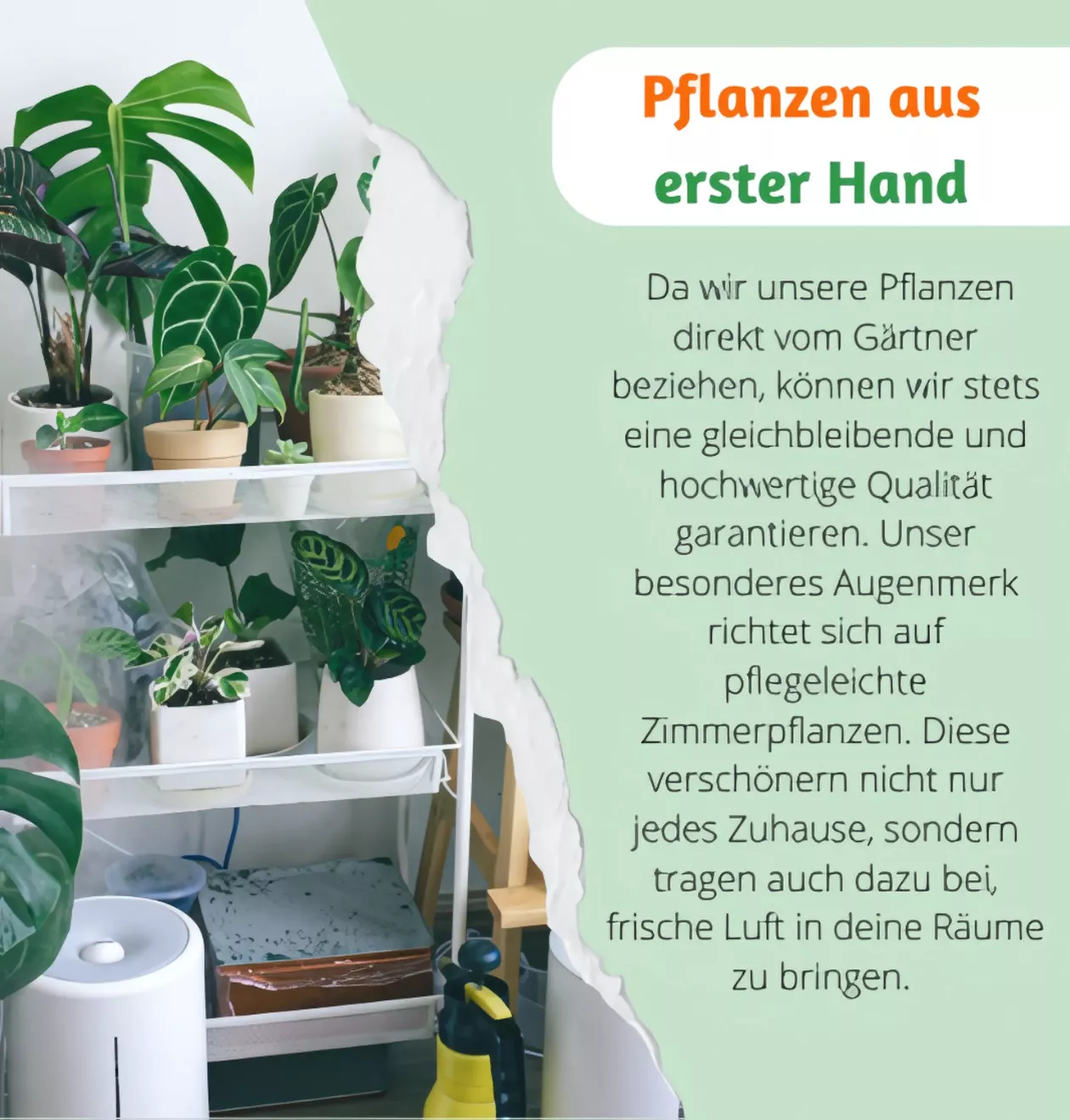 Monstera “Deliciosa” | +/- 55-70cm | ø 12-15cm Topf