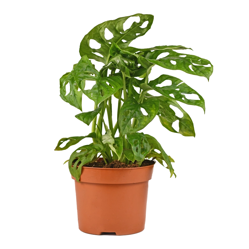 Monstera Monkey Leaf | “Affenblatt” | +/- 30-45cm | ø 12-15cm Topf