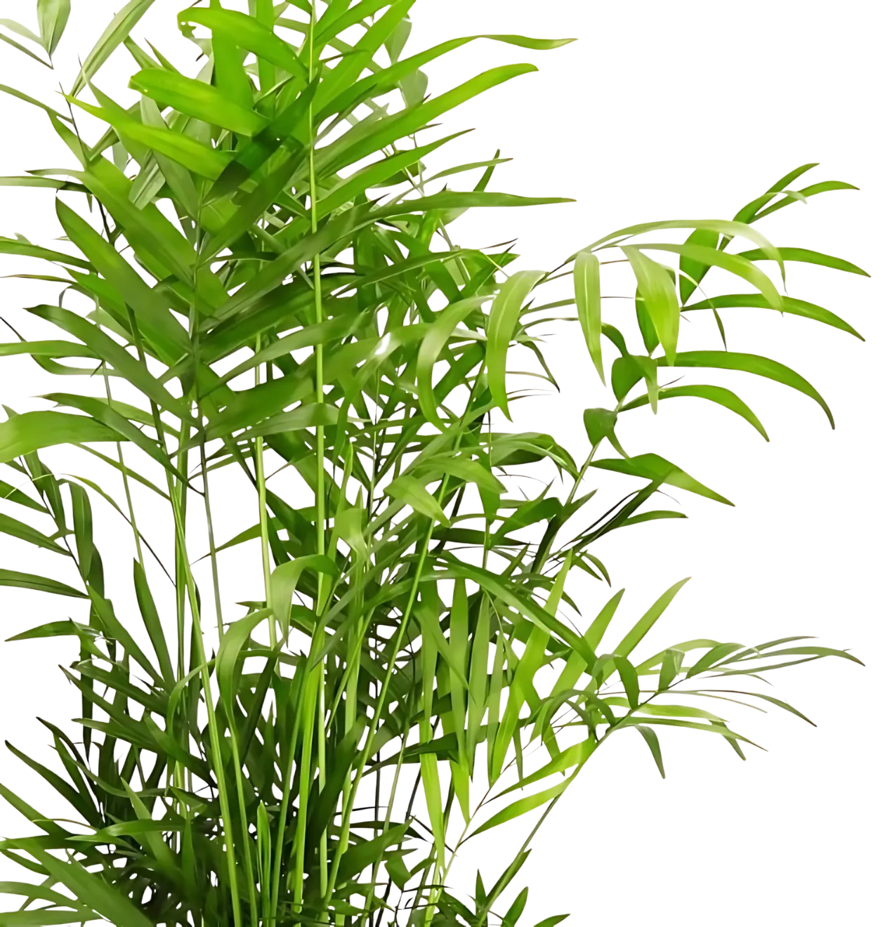 4er-Set "Tierfreund" | Bergpalme | Glückskastanie | Bananenpflanze | Korbmarante | +/- 30-60cm | ø 12-15cm Topf