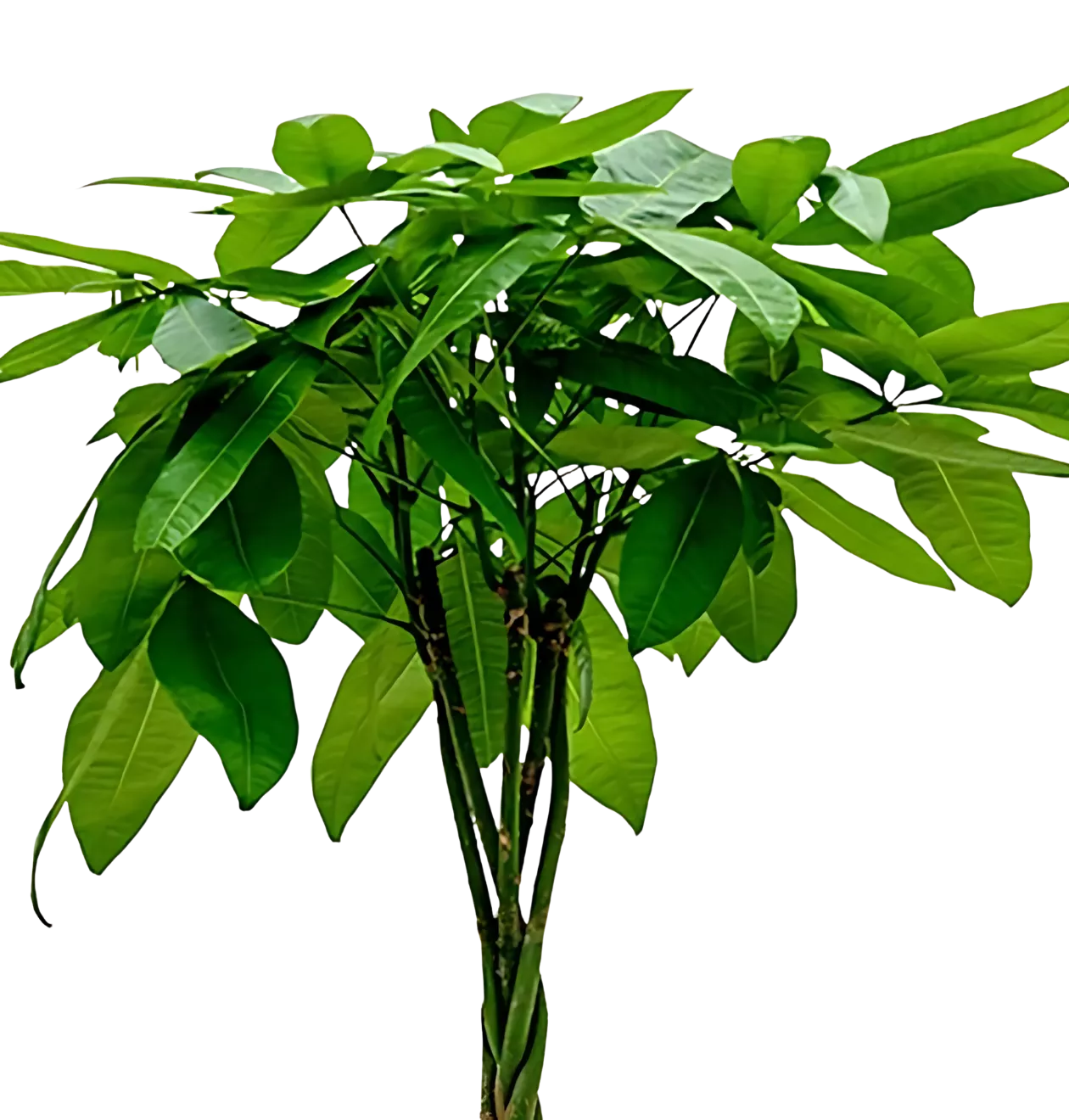 6er-Set “Tierfreund” | Bergpalme | Bananenpflanze | Goldfruchtpalme | Grünlilie | Korbmarante | Glückskastanie | +/- 30-60cm | ø 12-15cm Topf
