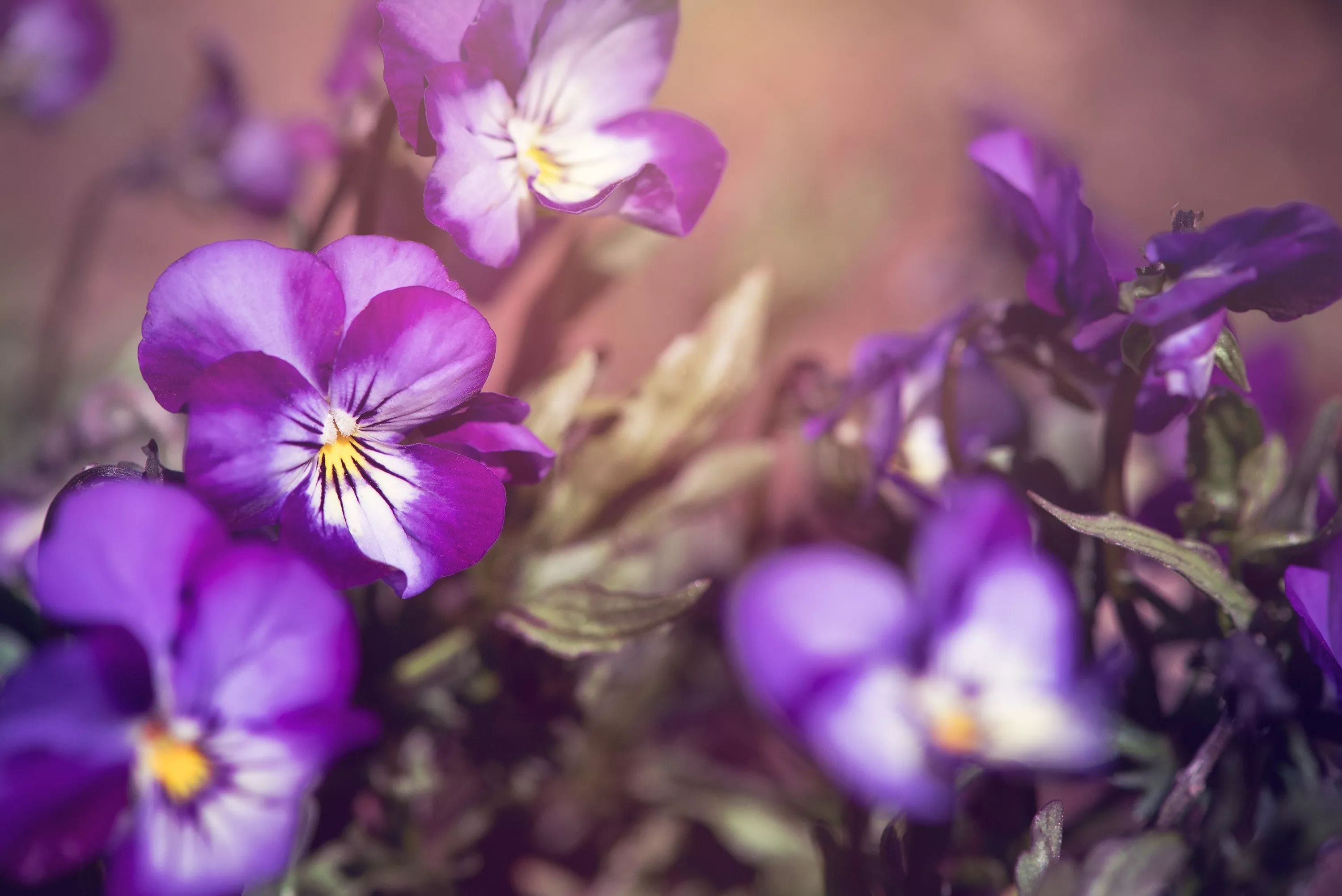 Geburtsblume Februar