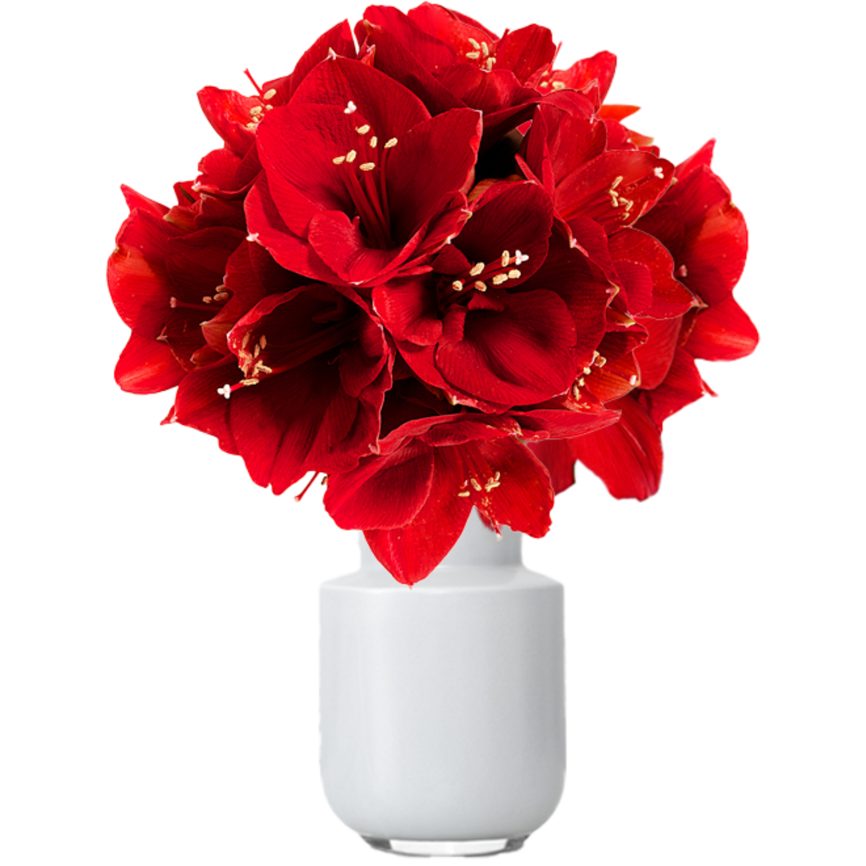 Rote Amaryllis - 3 Stiele