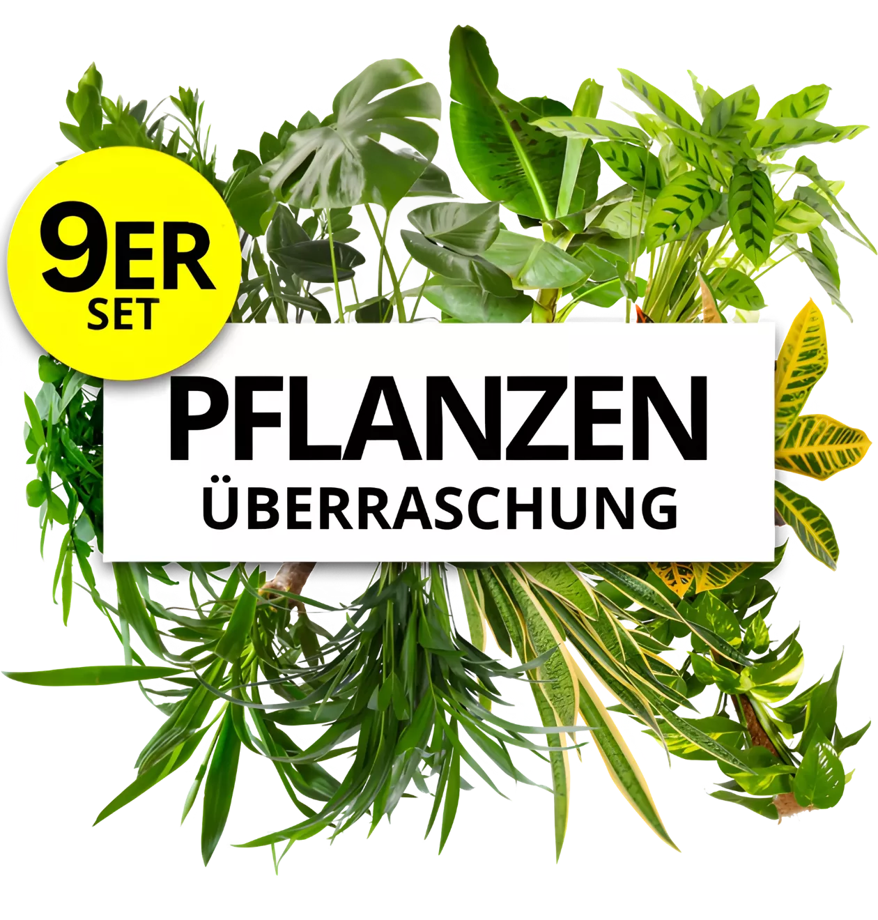 9er-Set | Pflanzenüberraschung | +/- 40-70cm | ø 12-15cm Topf