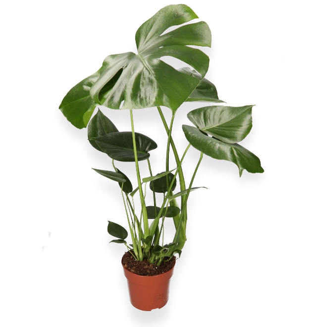 Monstera | “Deliciosa” | +/- 55-65cm | ø 12-15cm Topf