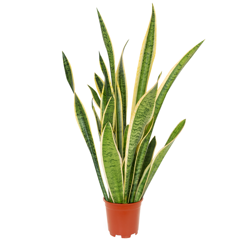 Sansevieria laurentii | Bogenhanf | +/- 45-55cm | ø 12-15cm Topf