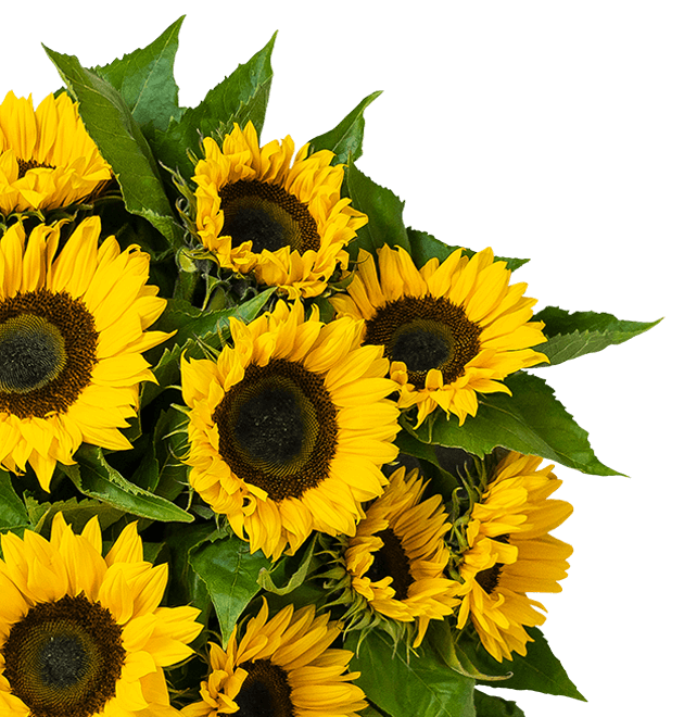 Sonnenblumen